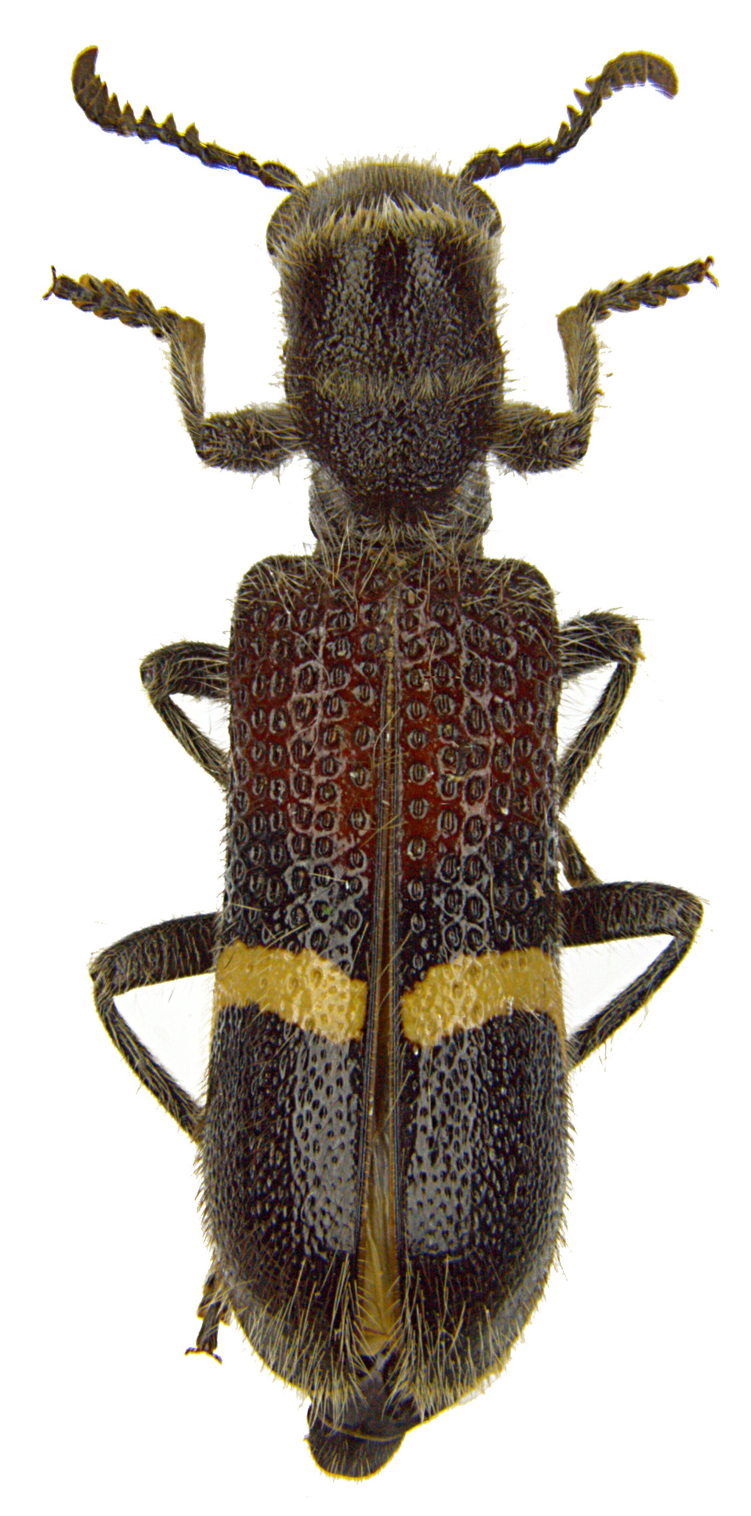 Diplocladus ebureofasciatus