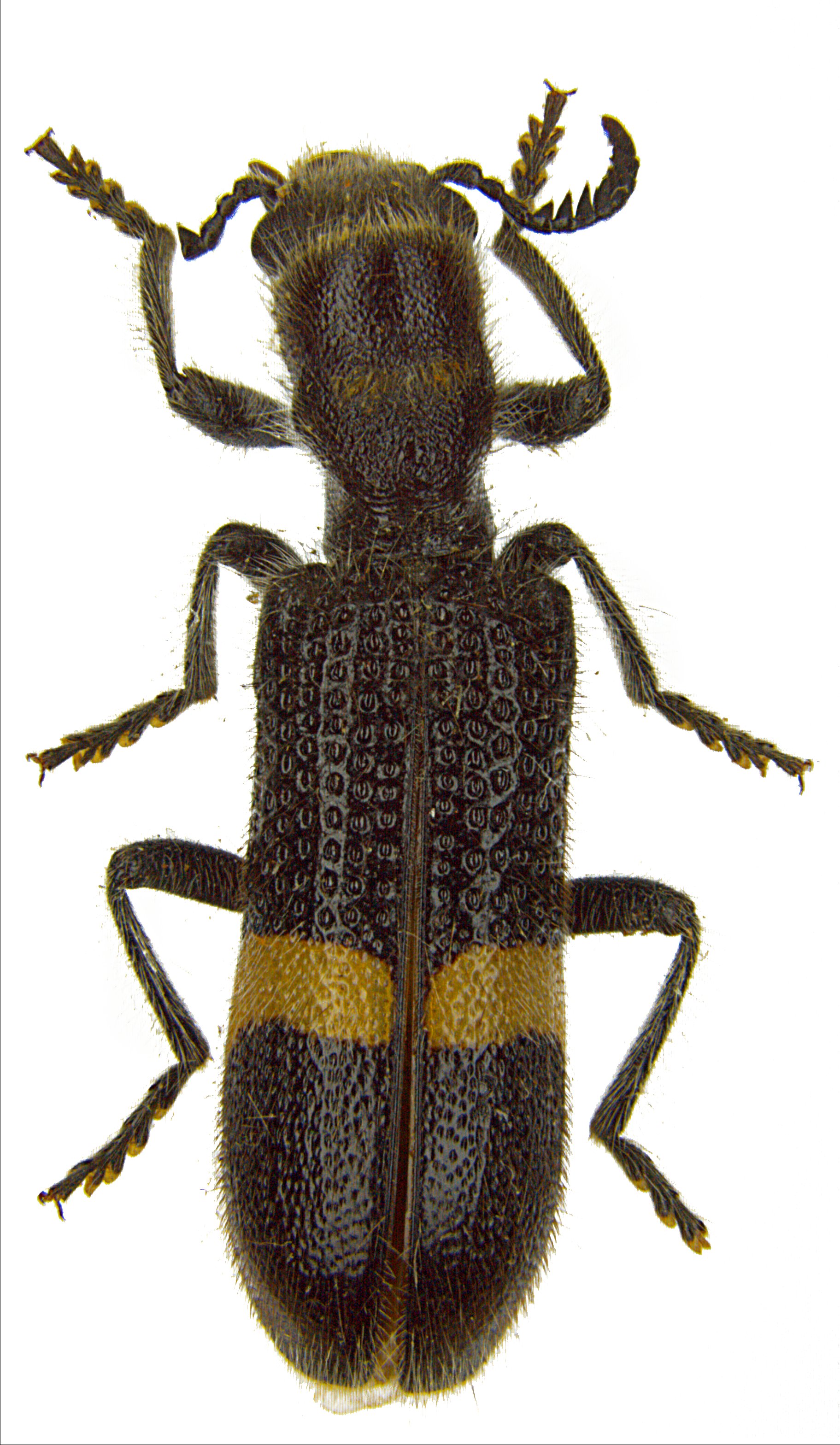 Diplocladus nigrinus