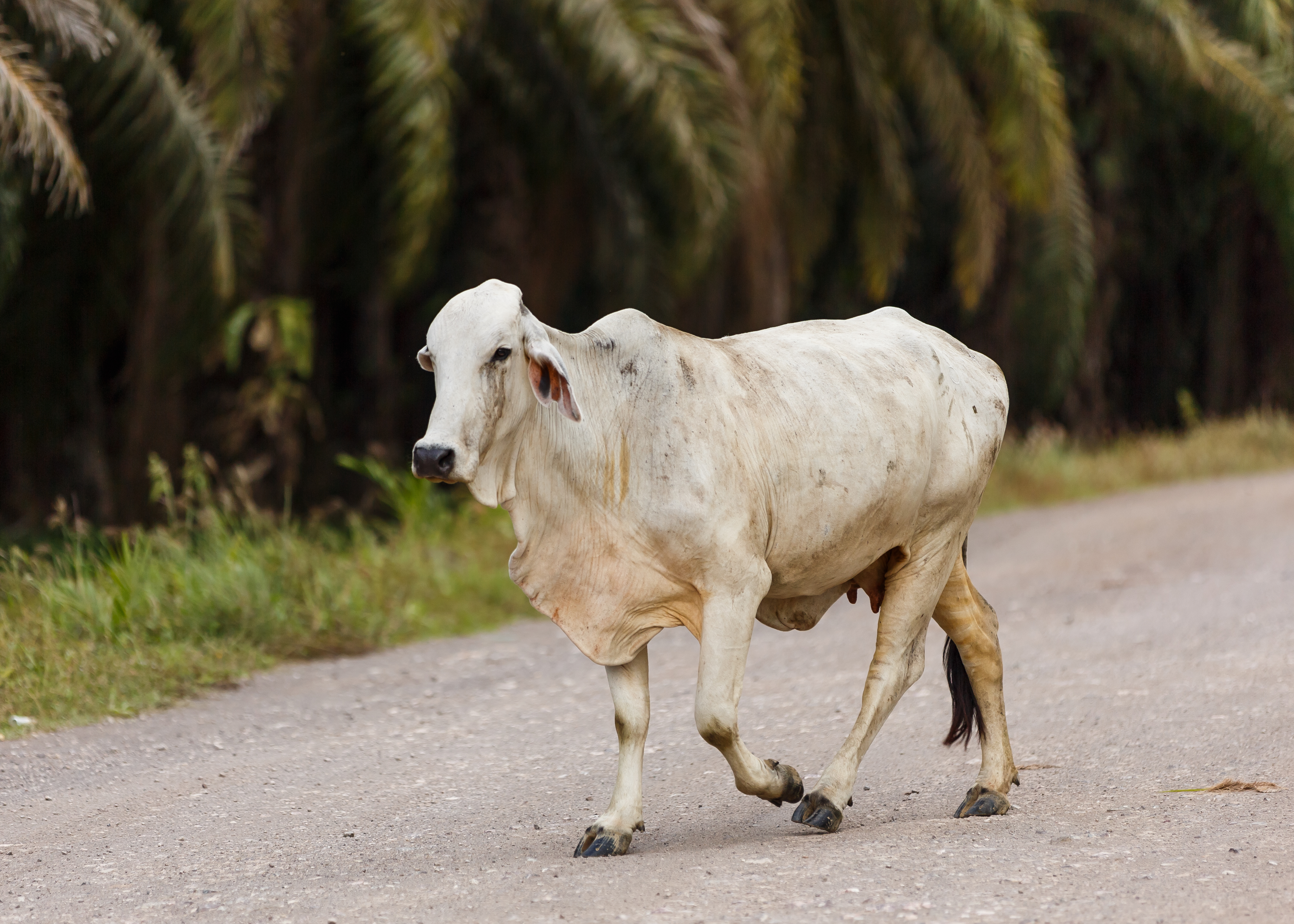 District-Kunak Sabah Cow-01