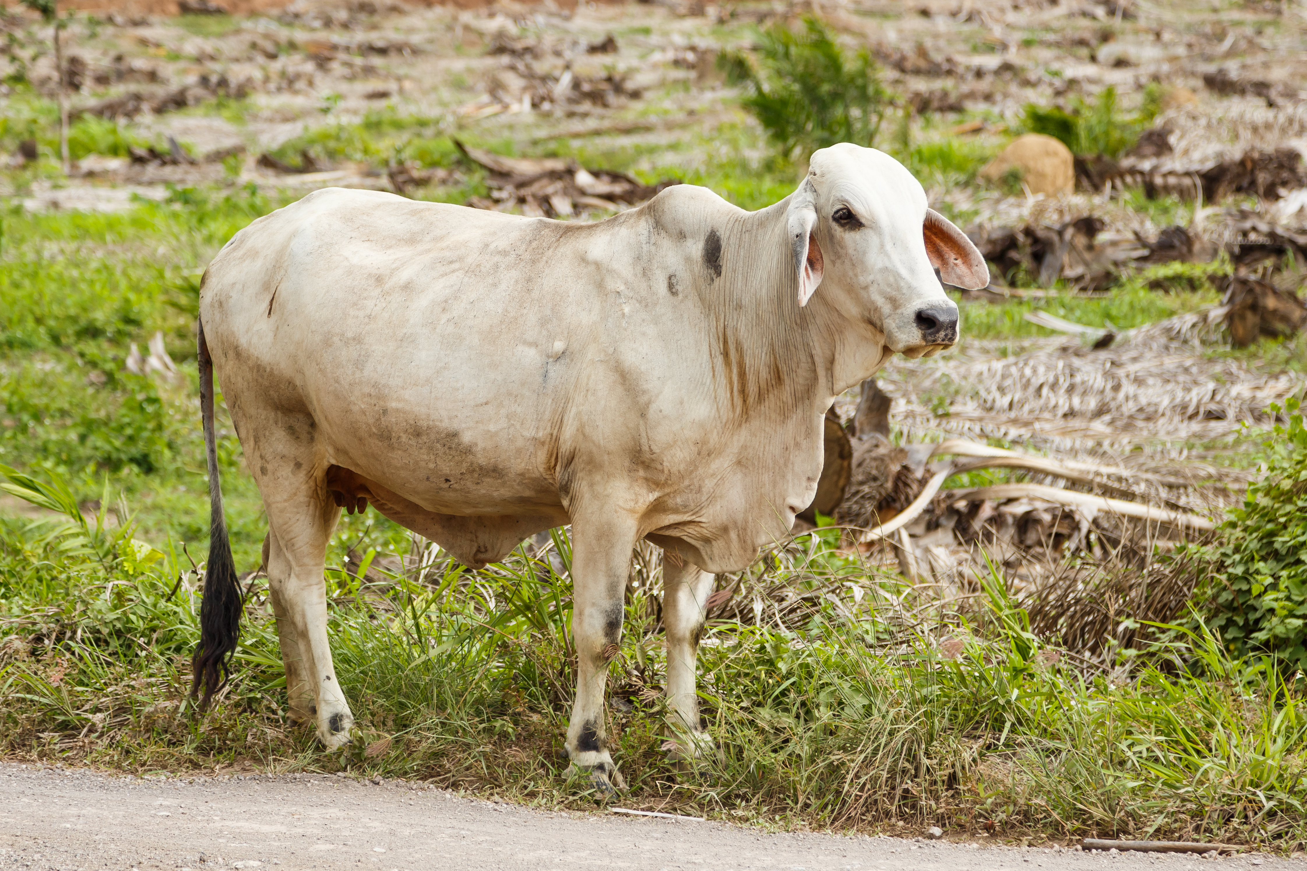 District-Kunak Sabah Cow-02