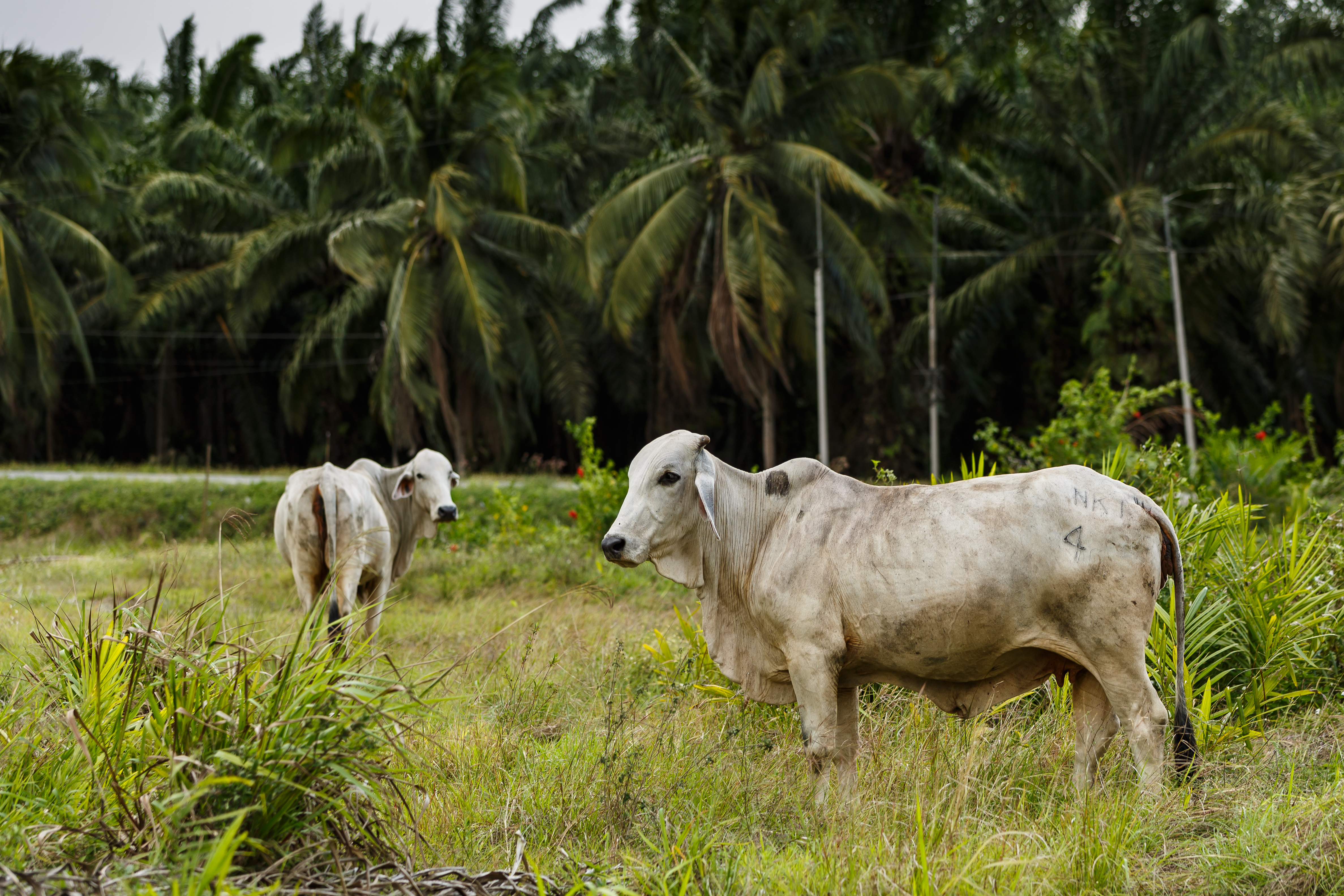 District-Kunak Sabah Cows-in-front-of-Oilpalm-trees