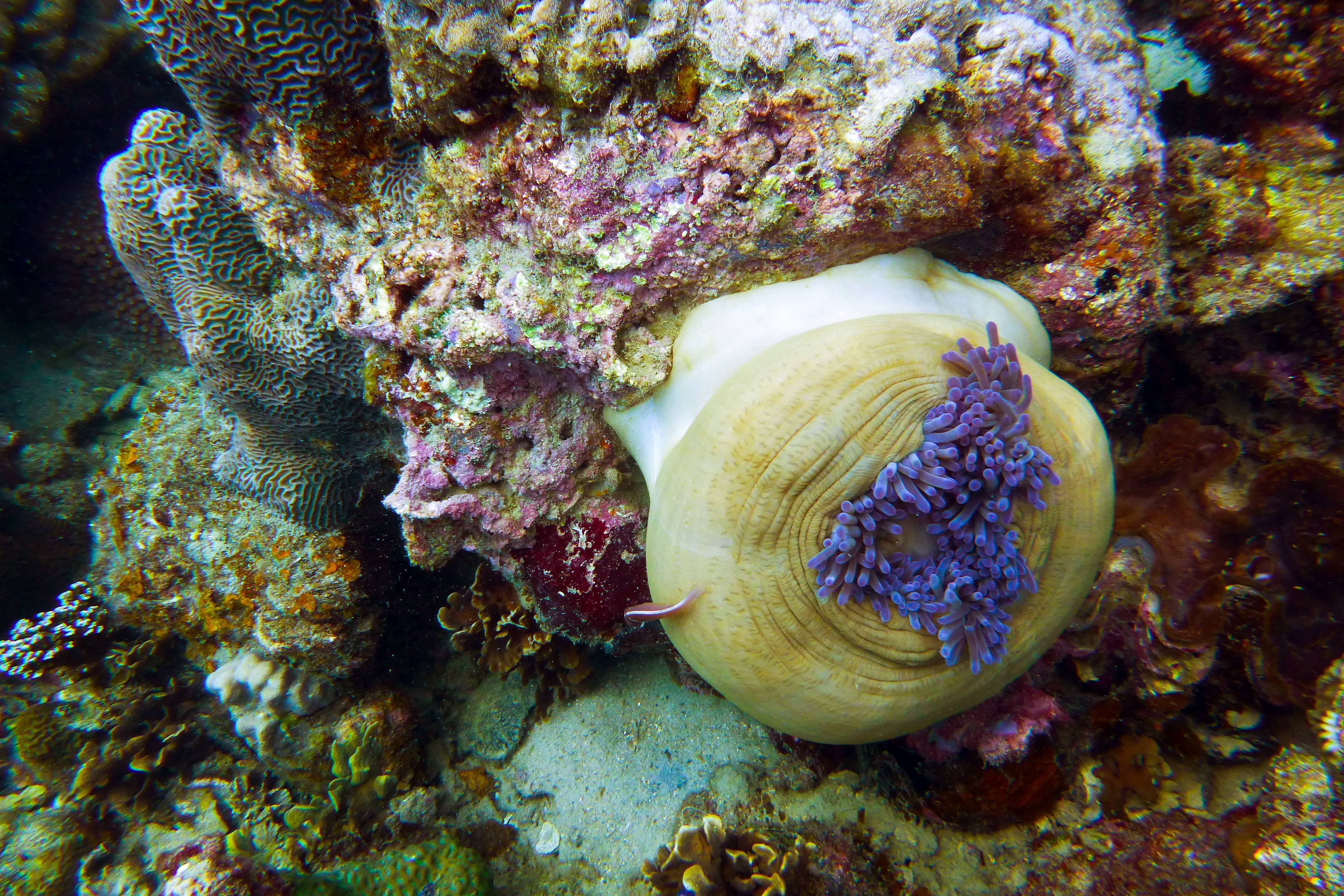 Diving Ko Tao, Thailand 1735