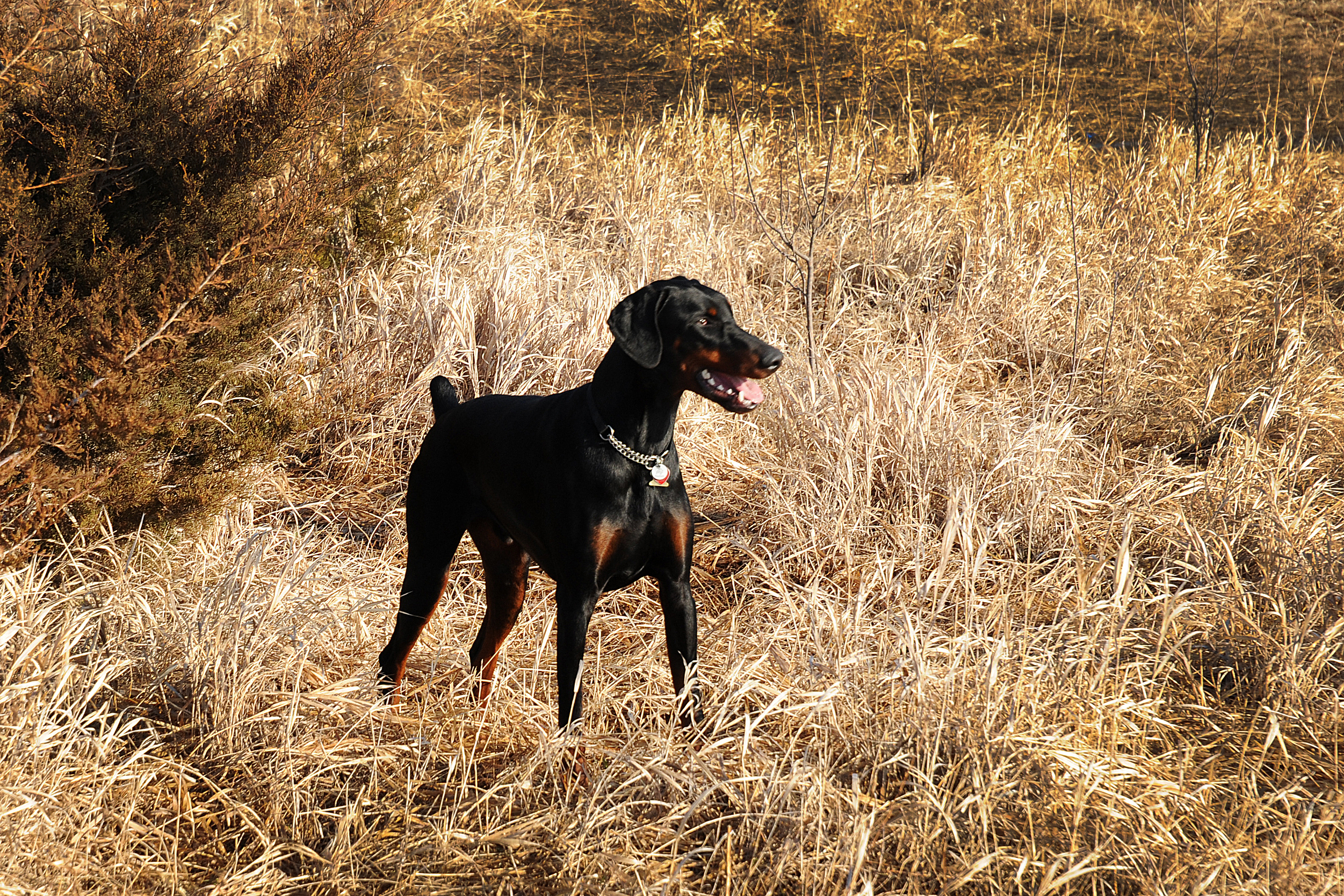 Dobermann Bruno