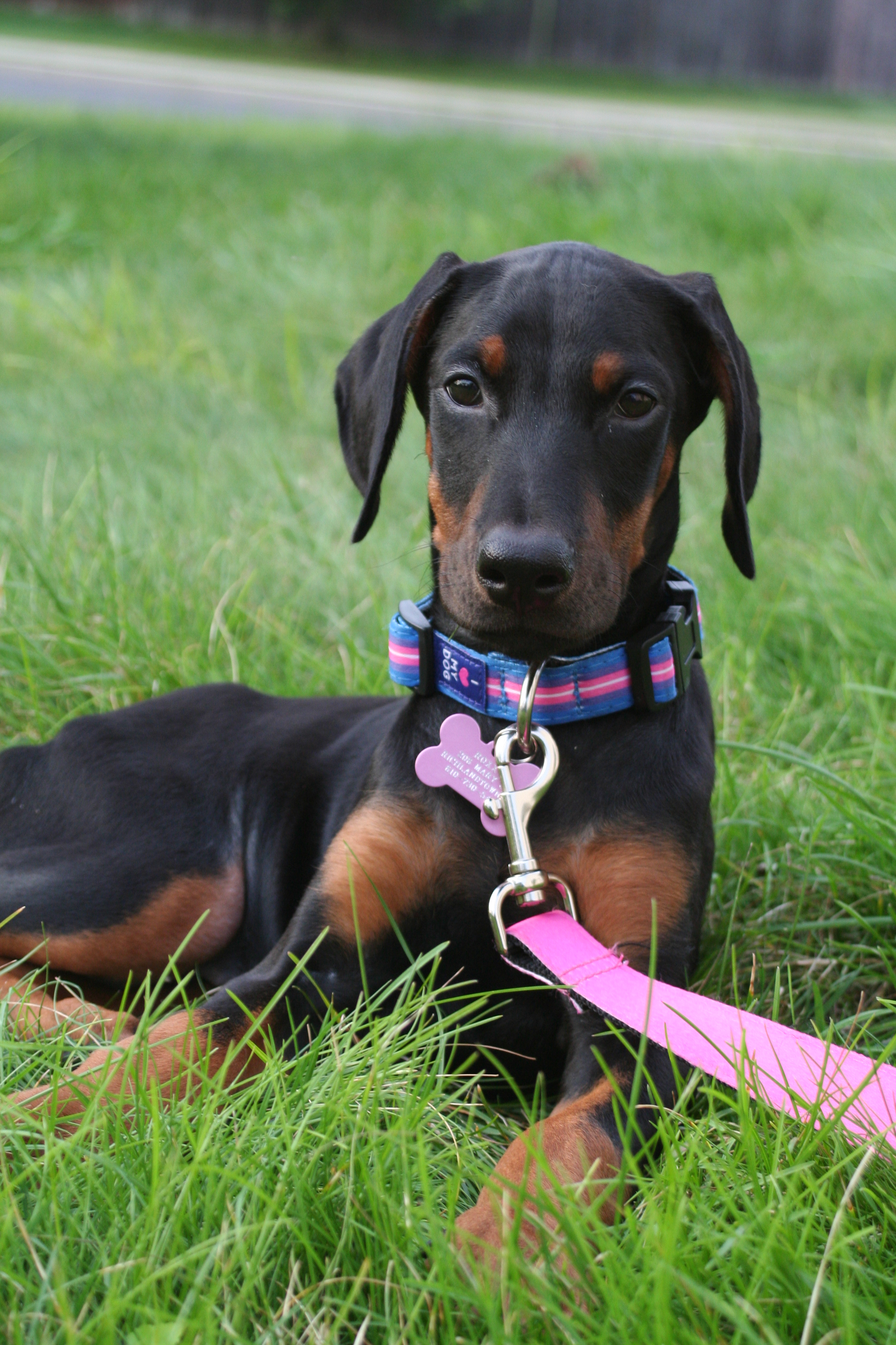 Dobermann cropping 01