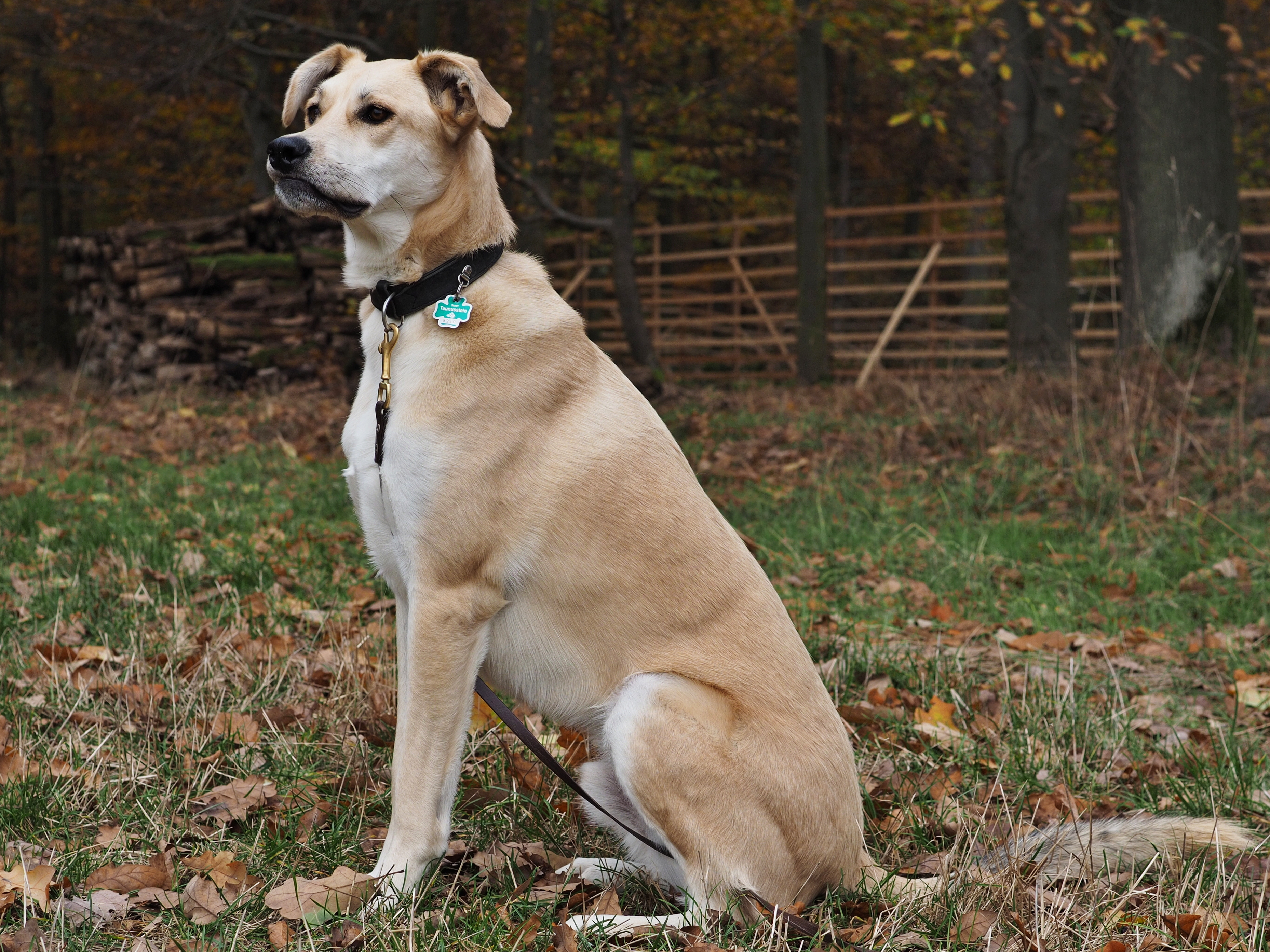 Dog-2016-11-a