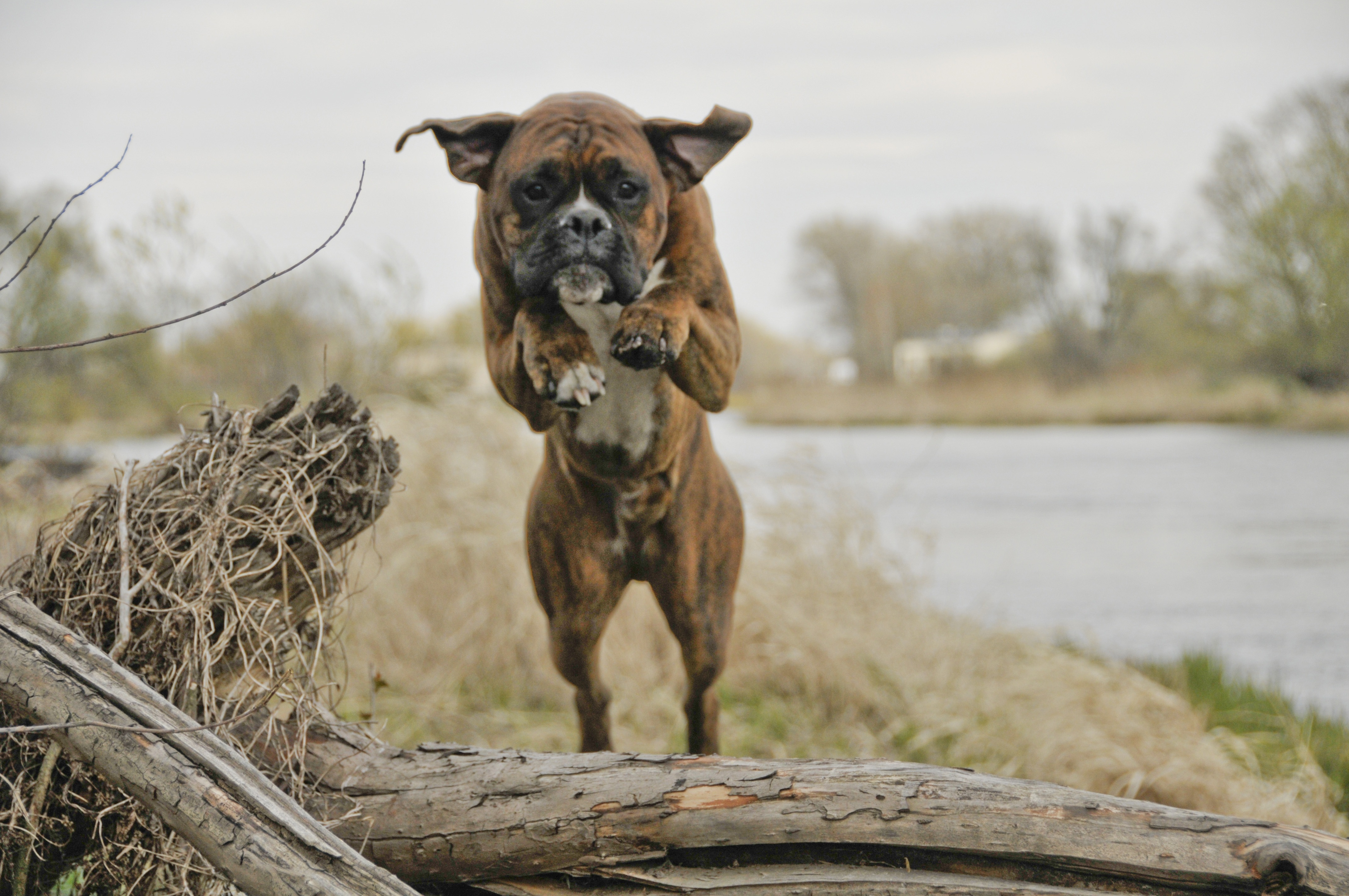 Dog-820554