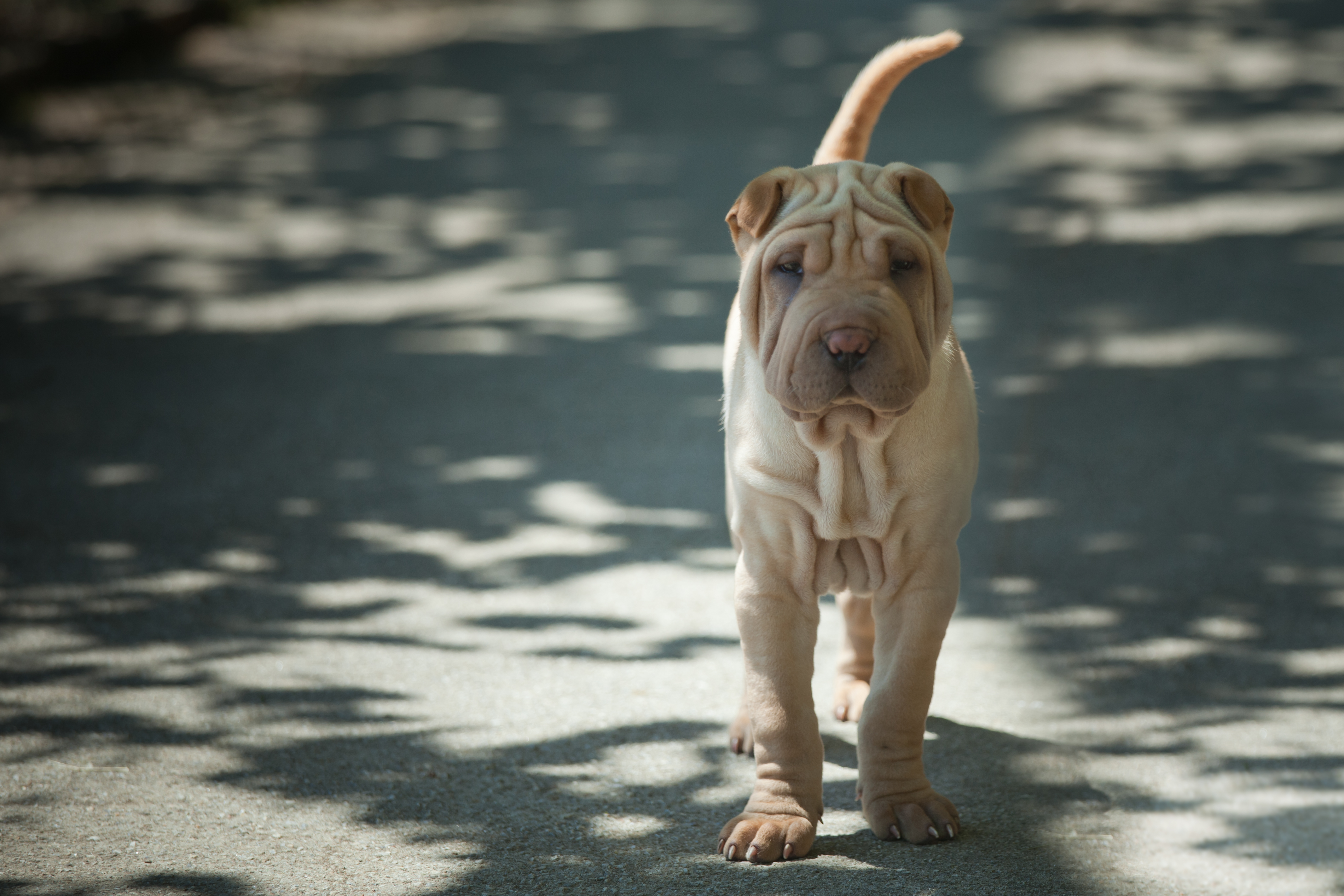 Dog. Galiza