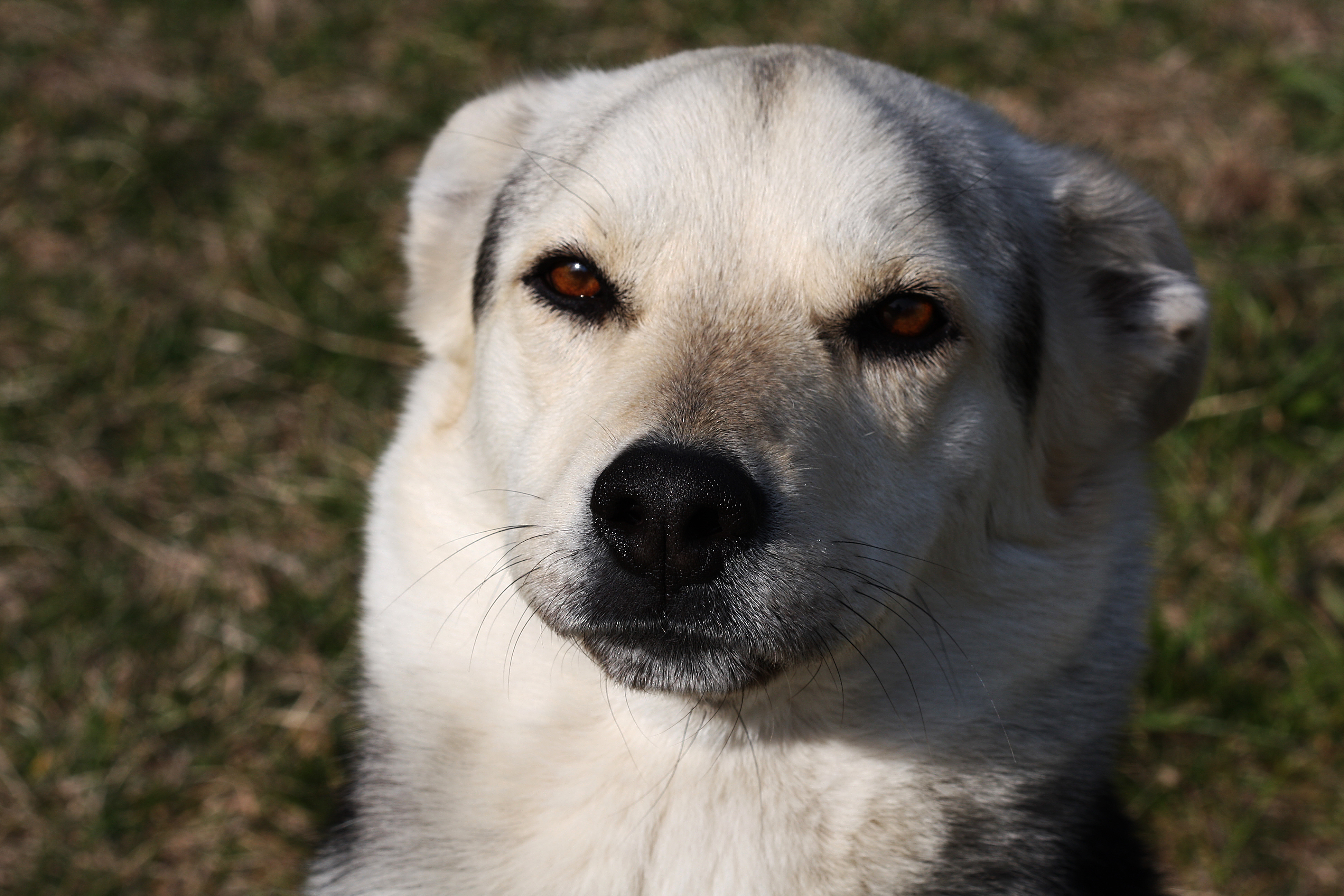 Dog Friend (3347285391)