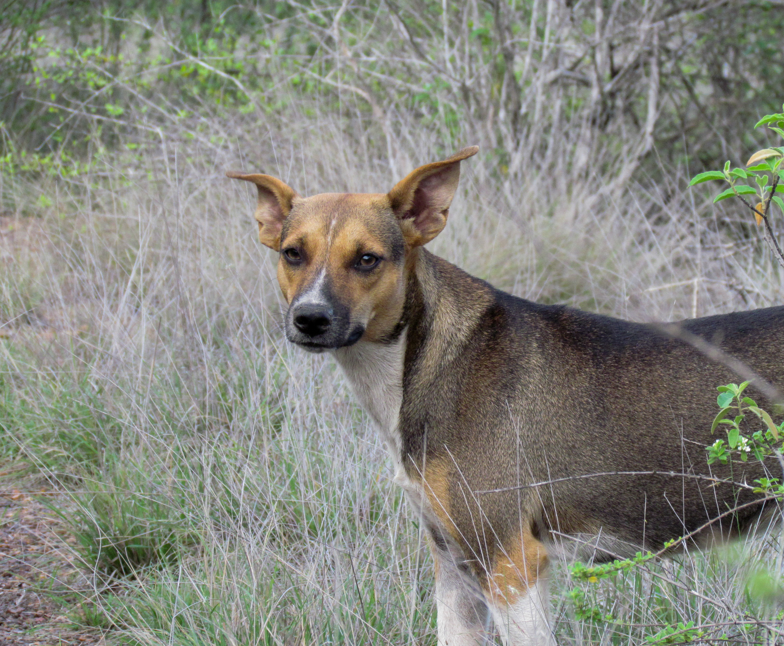 Dog hybrid from Venezuela