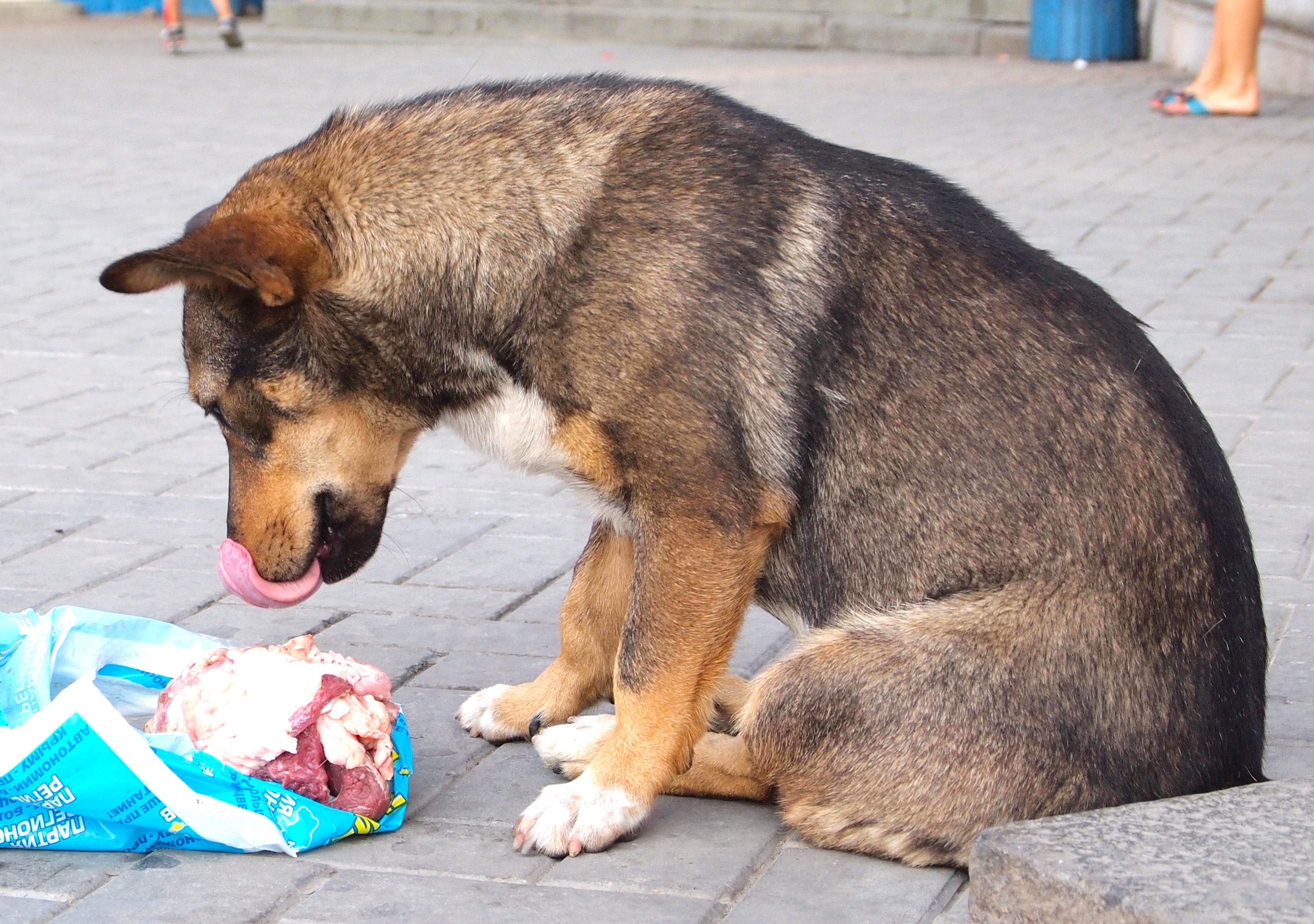 Dog in Simferopol2
