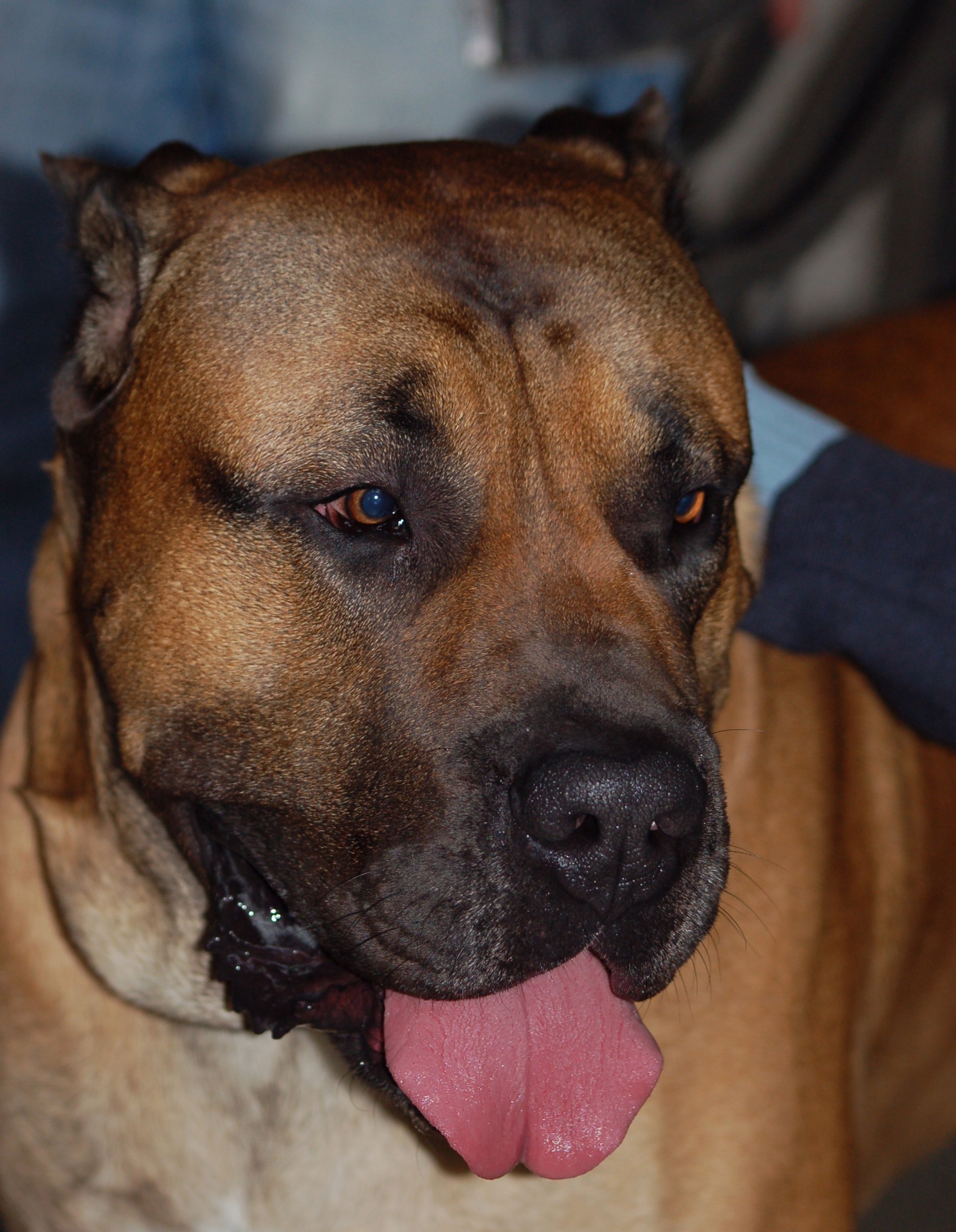 Dog kanaryjski głowa LM 798