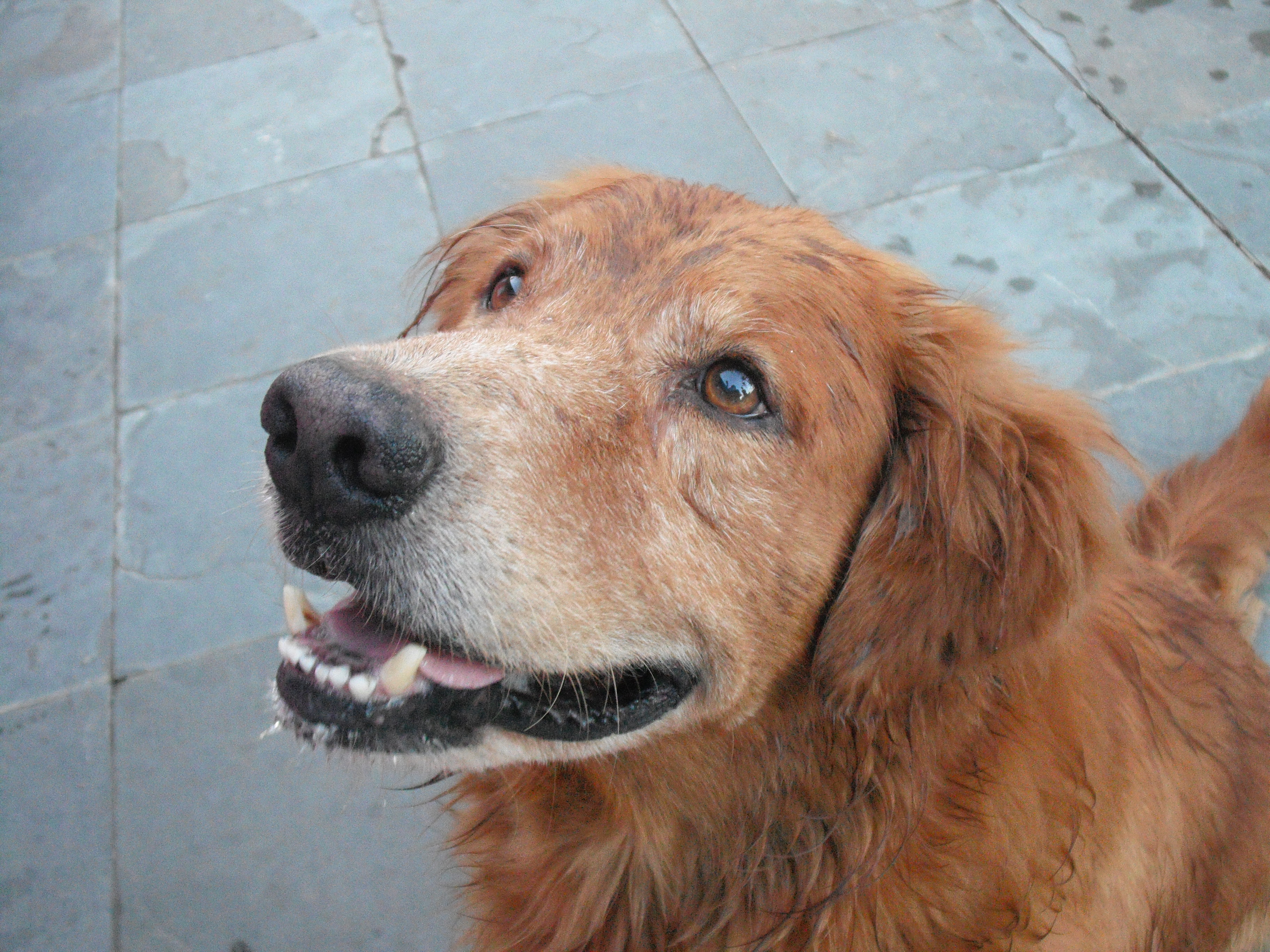 Dog staring at the ball