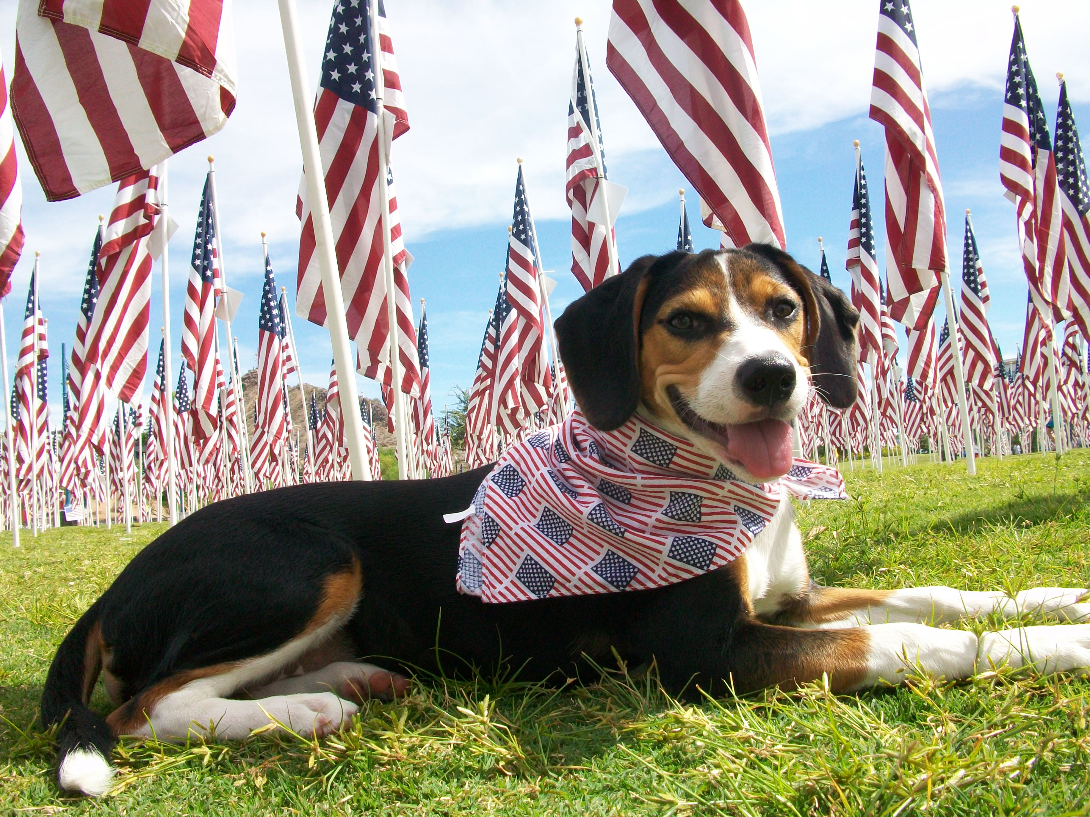 Doggie Patriot, Phoenix National Cemetery (5991358983)