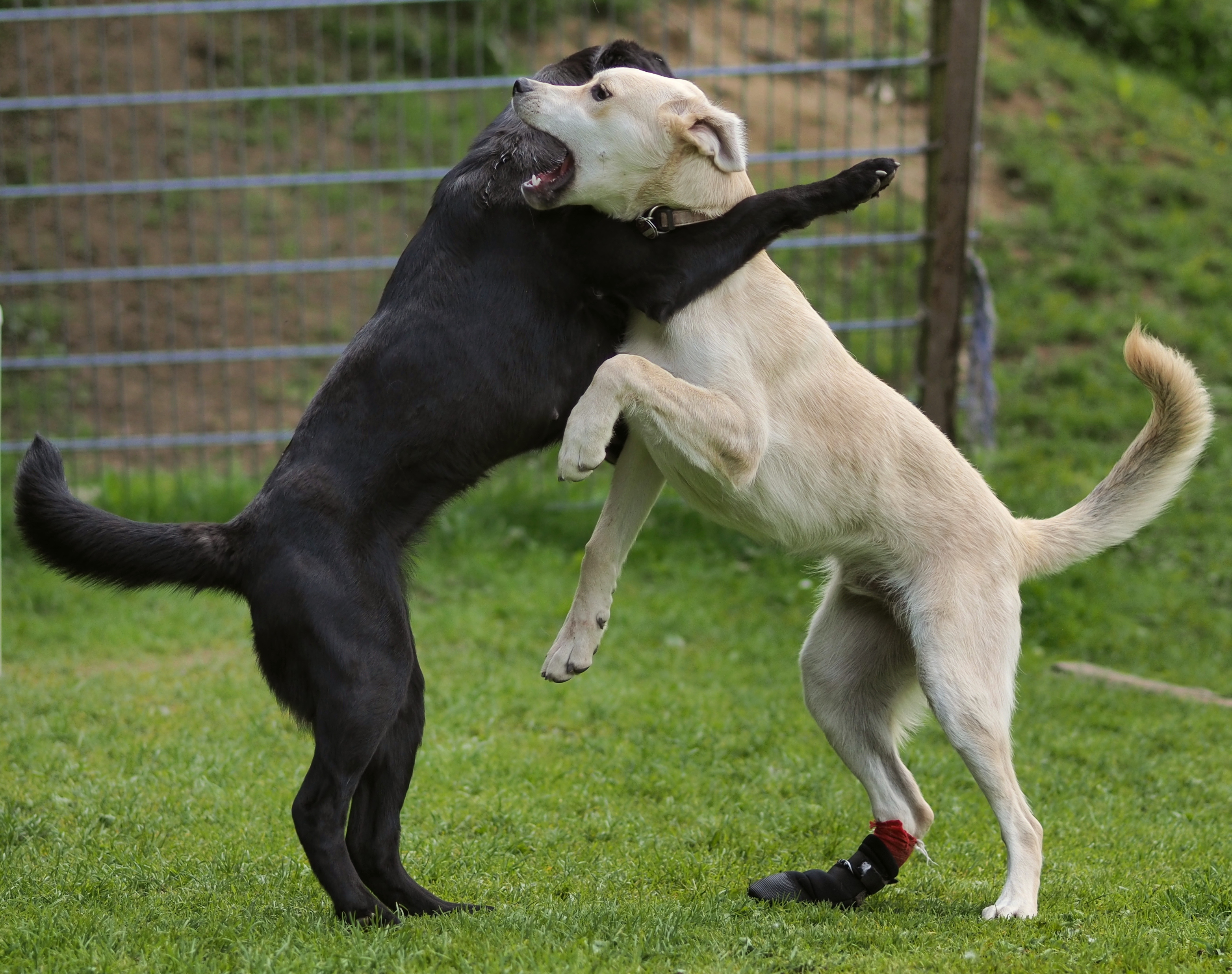 Dogs-friendly-wrestling