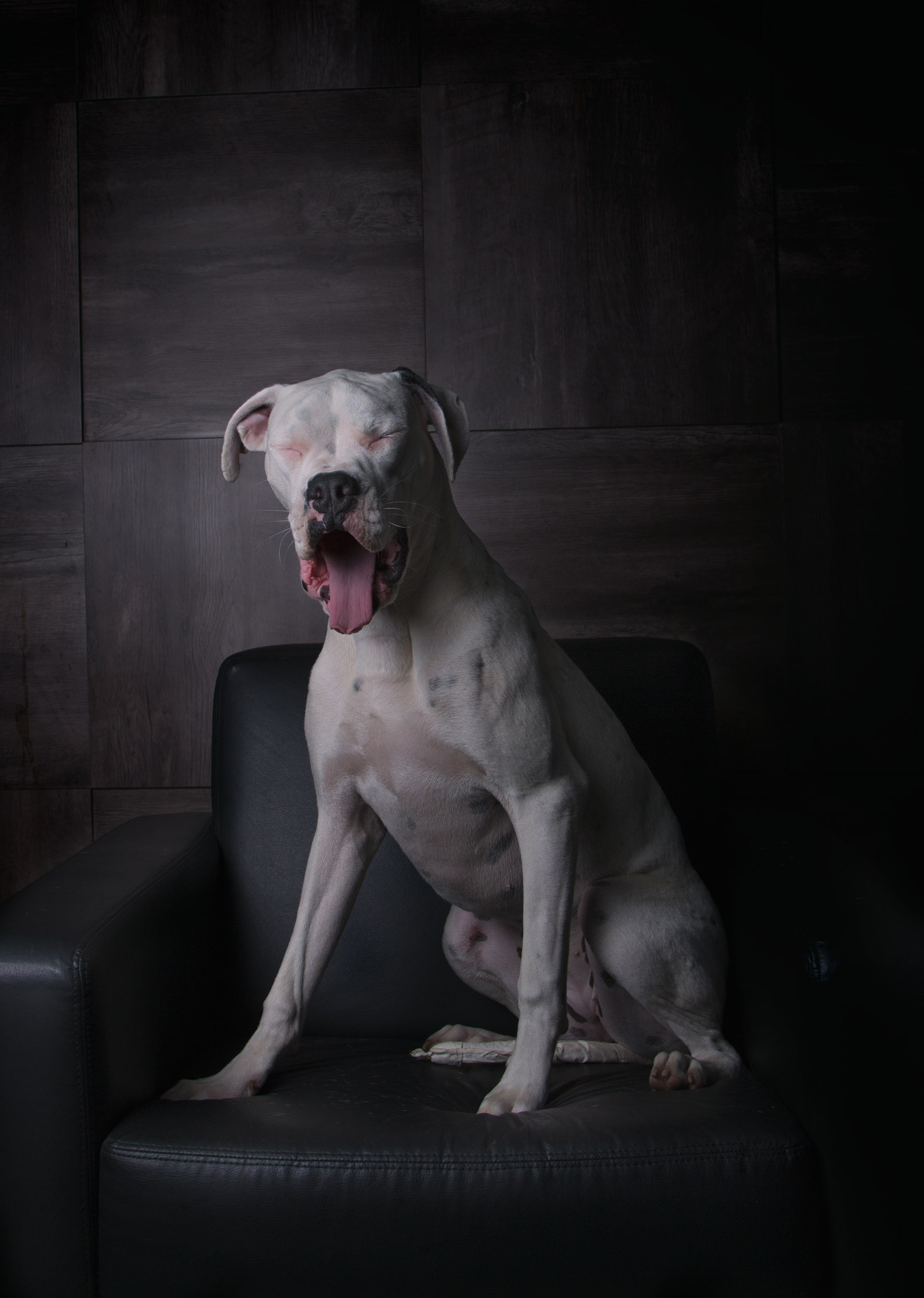 Dogue (15111992428)