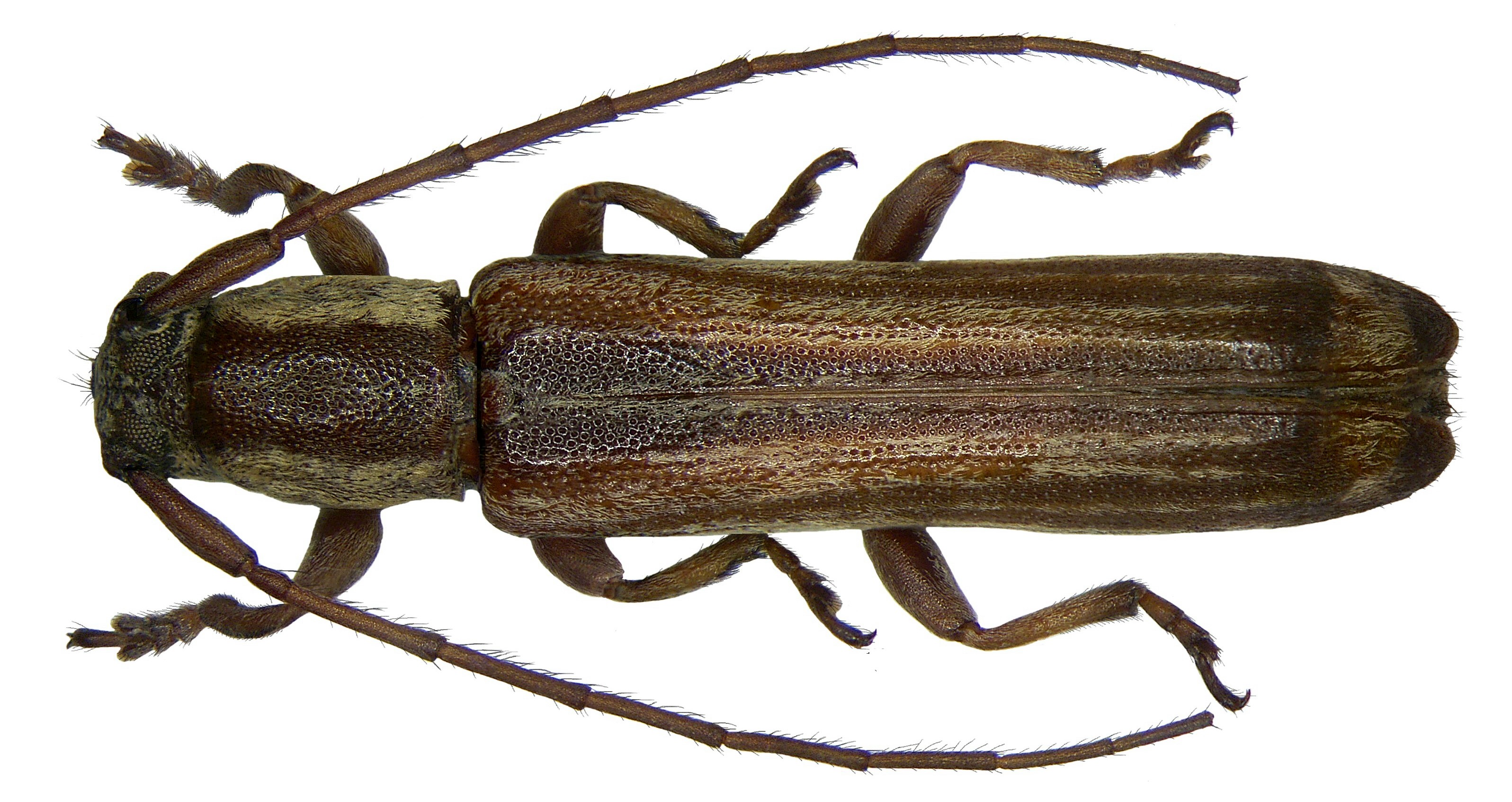 Dolichepilysta celebensis Breuning (2937636751)