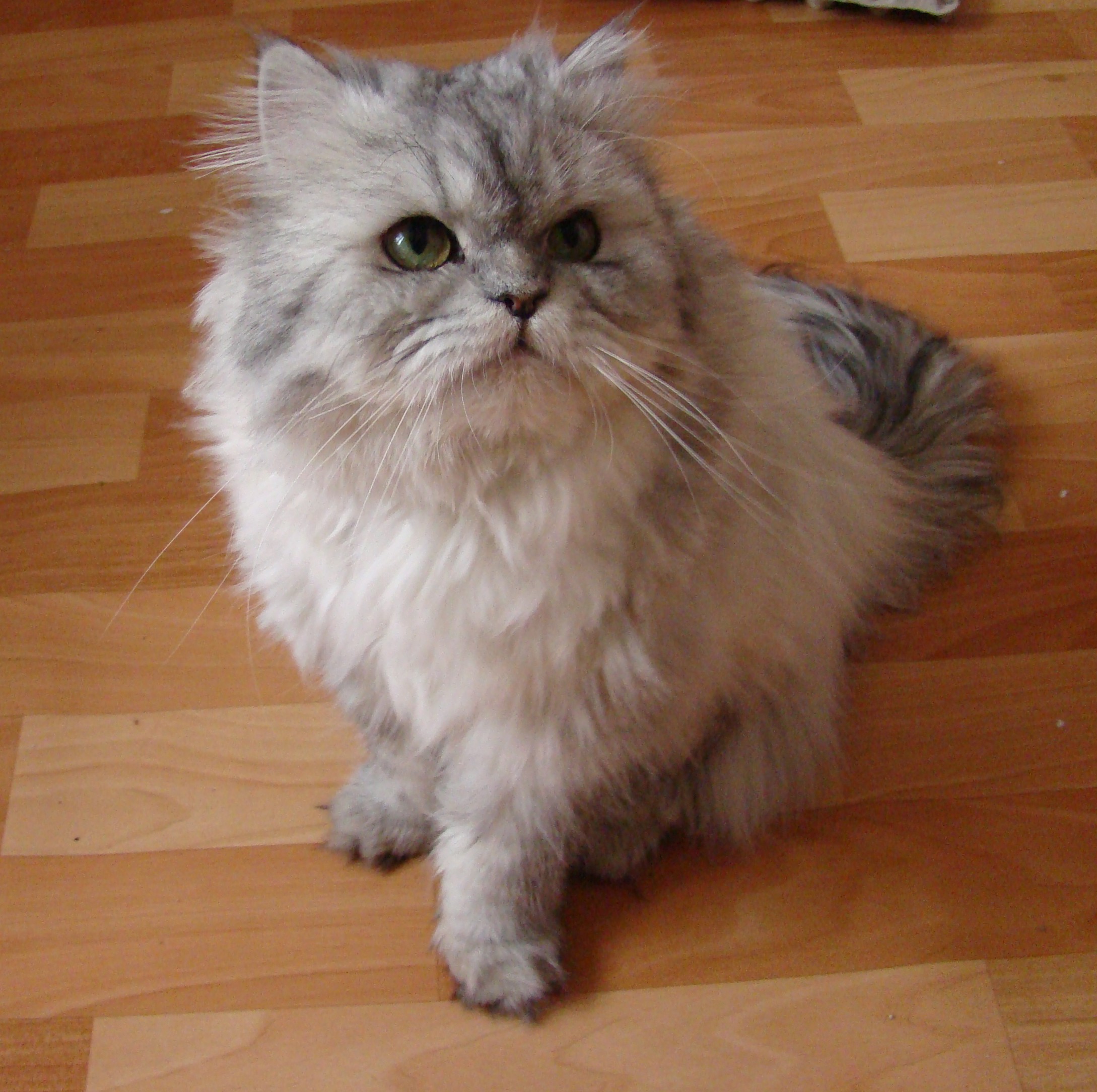 Doll face silver Persian