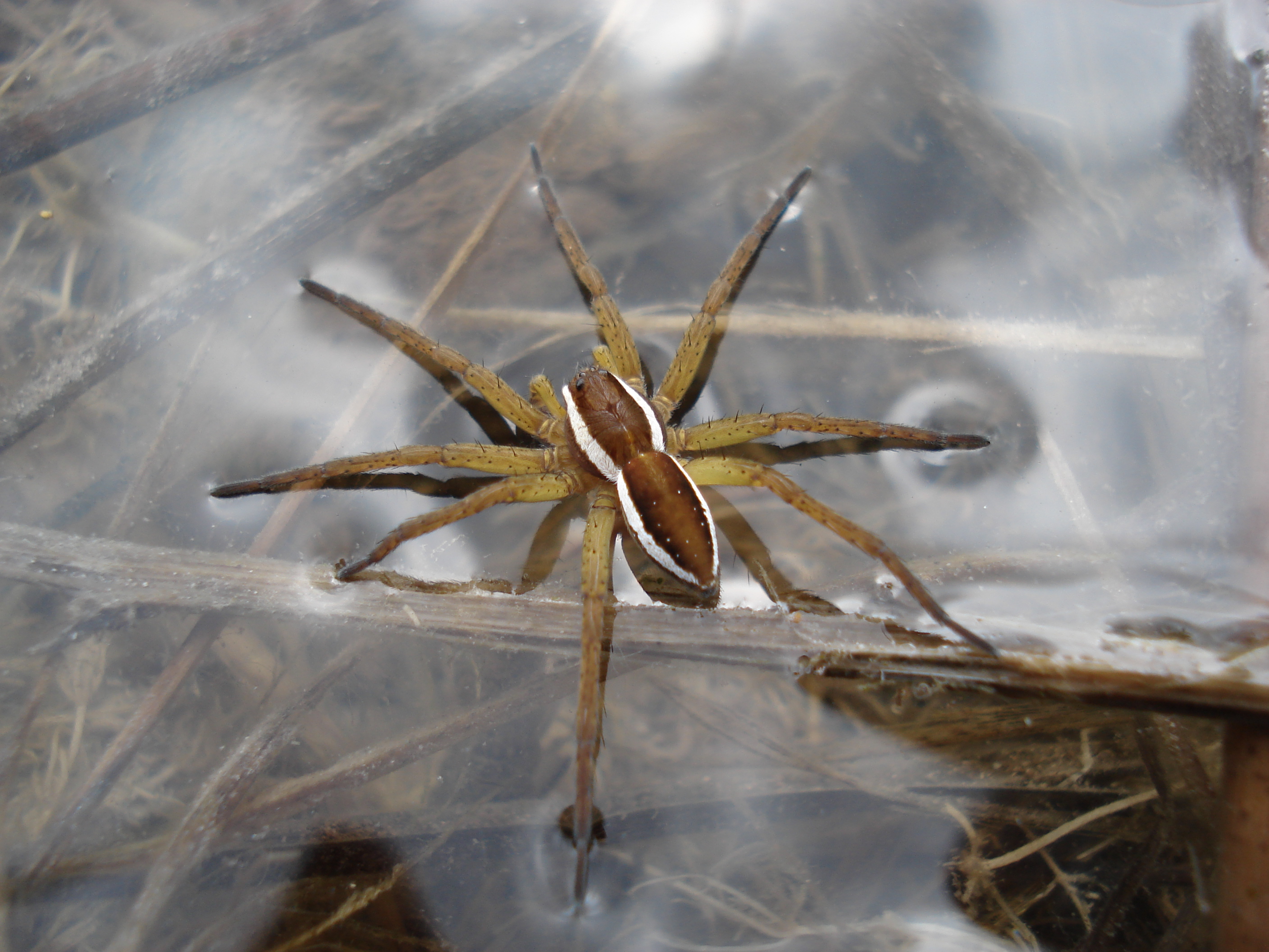 Dolomedes fimbriatus Teuffen