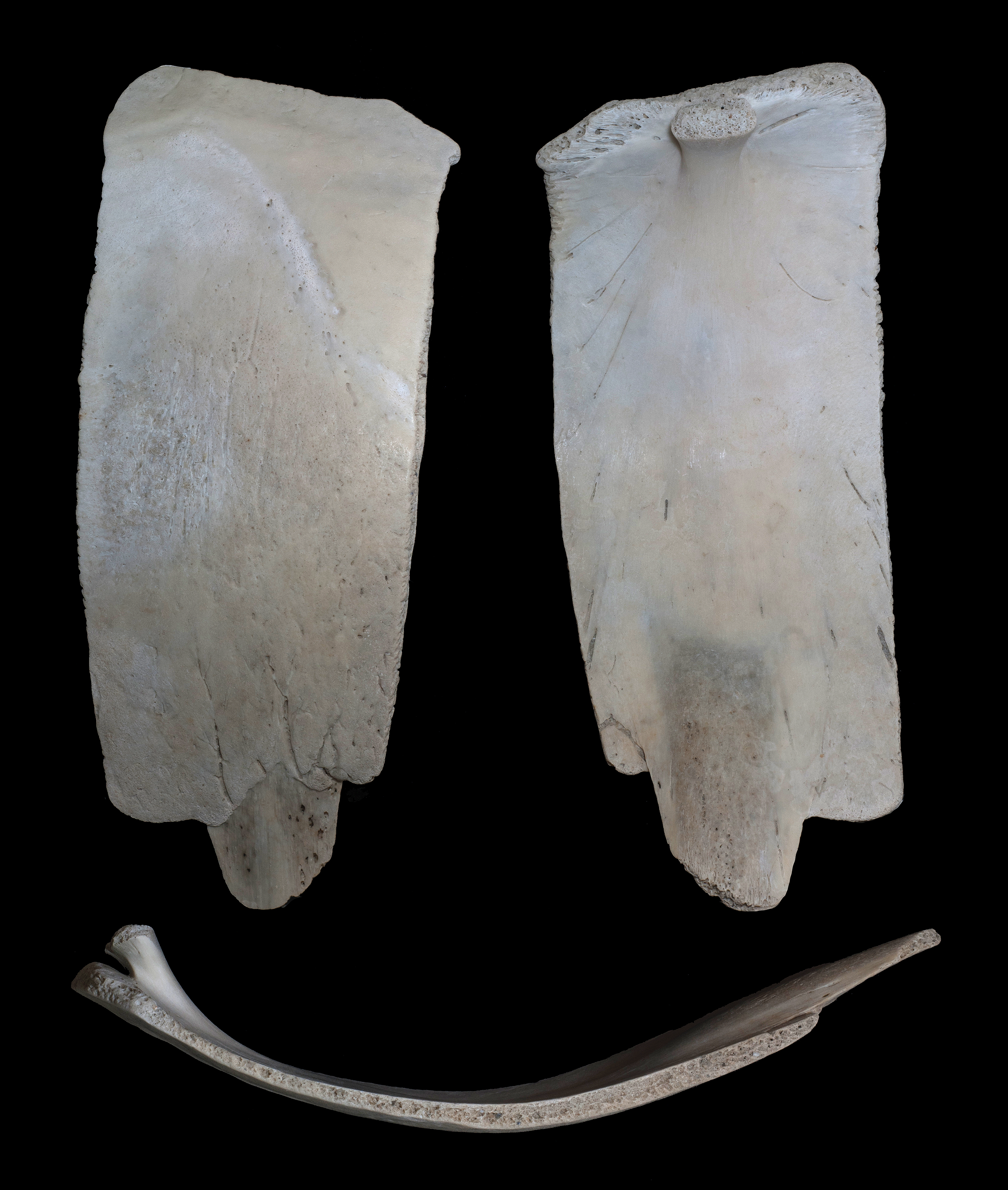 Dolphin bones