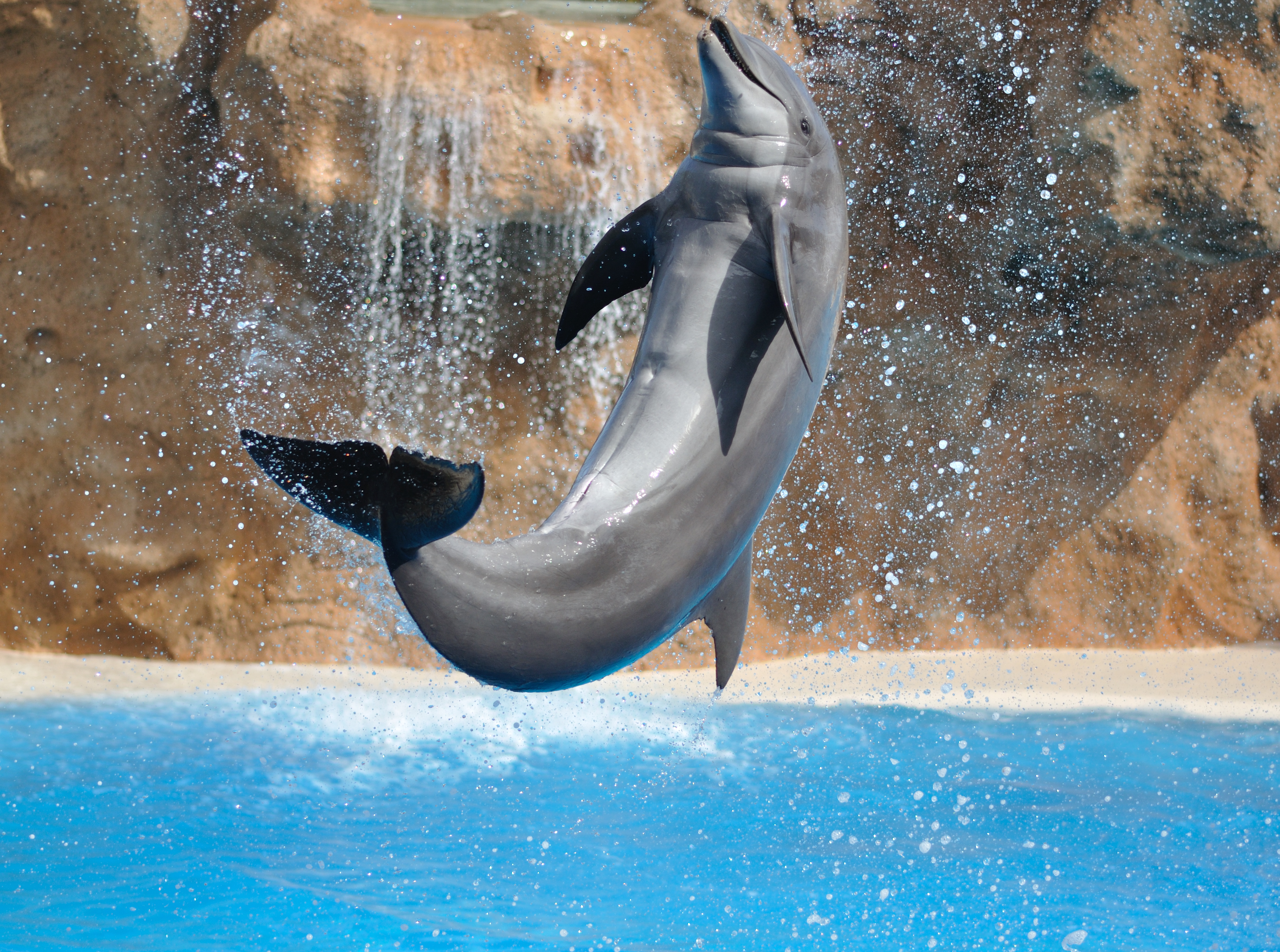 Dolphin salto qtl1