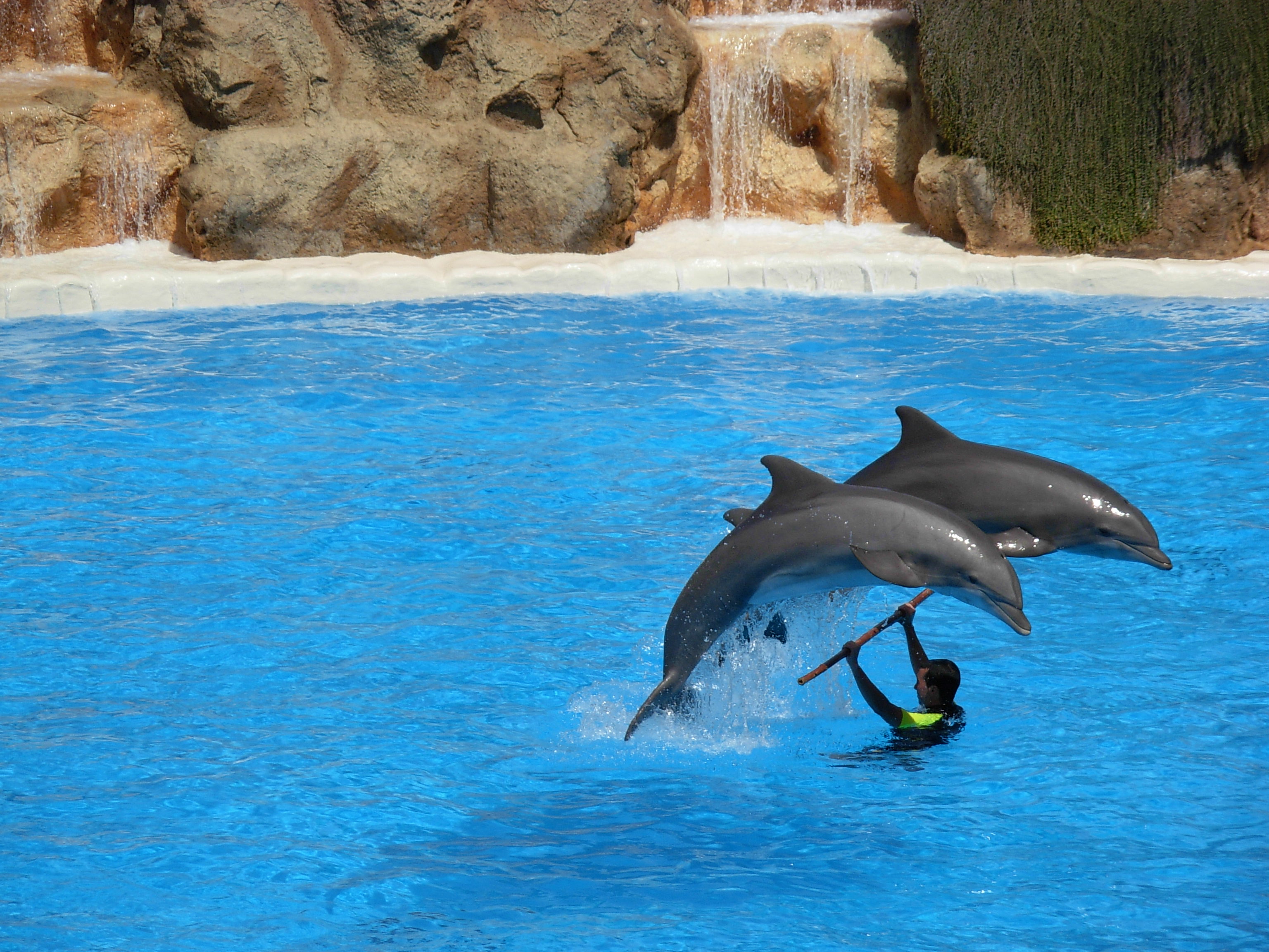 Dolphins at Loro Parque 04