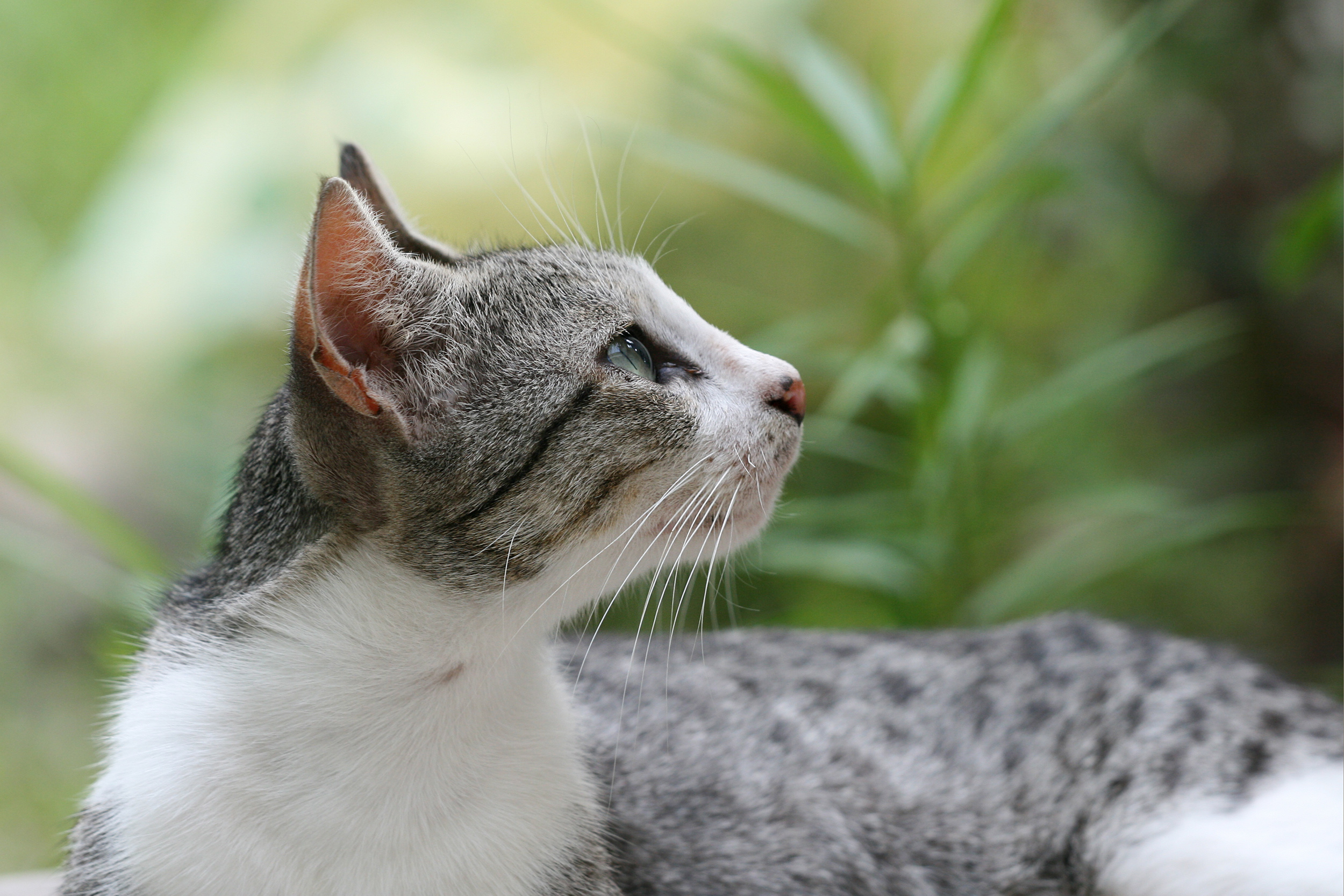 Domestic cat felis catus