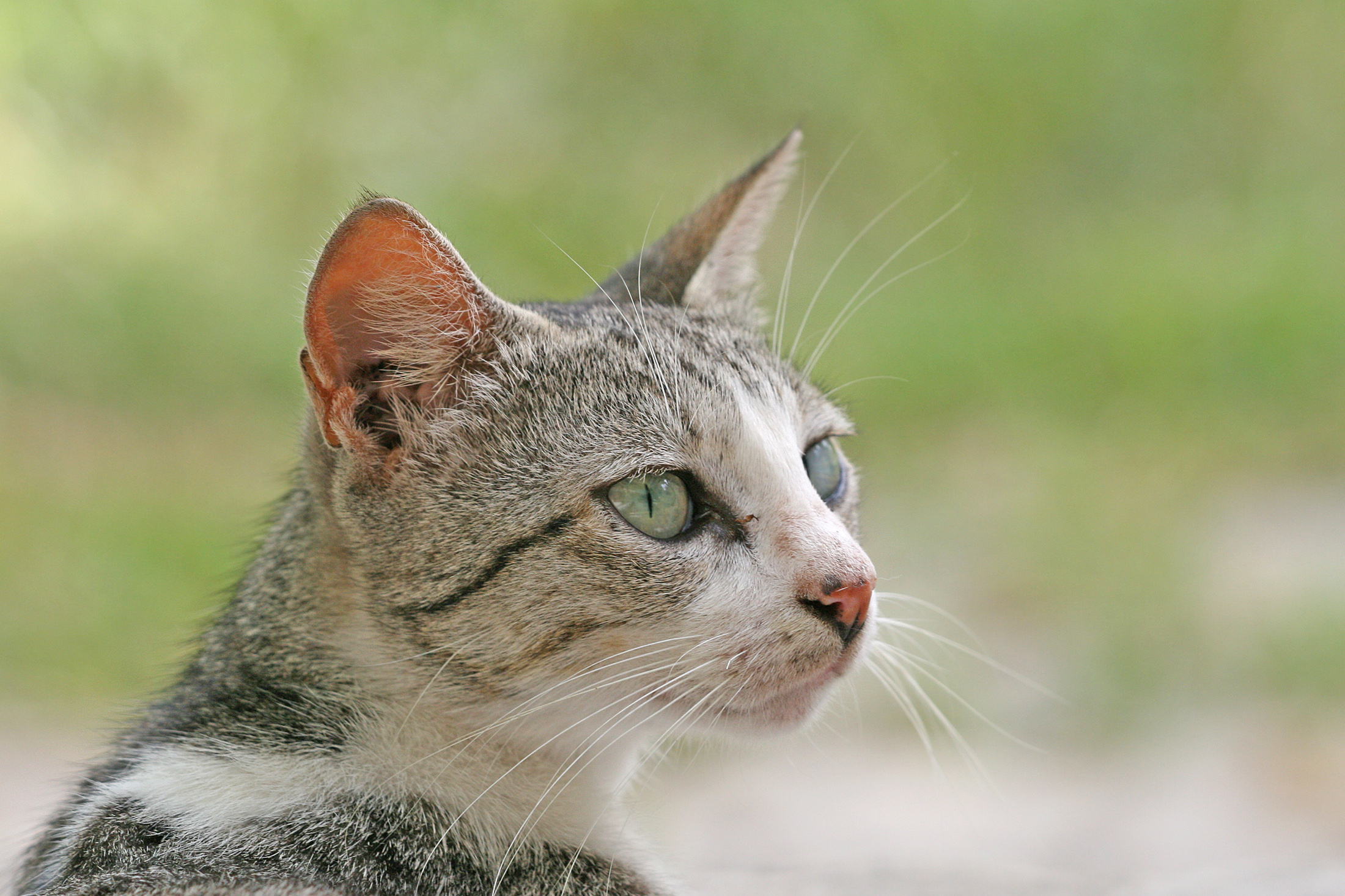 Domestic cat felis catus stare
