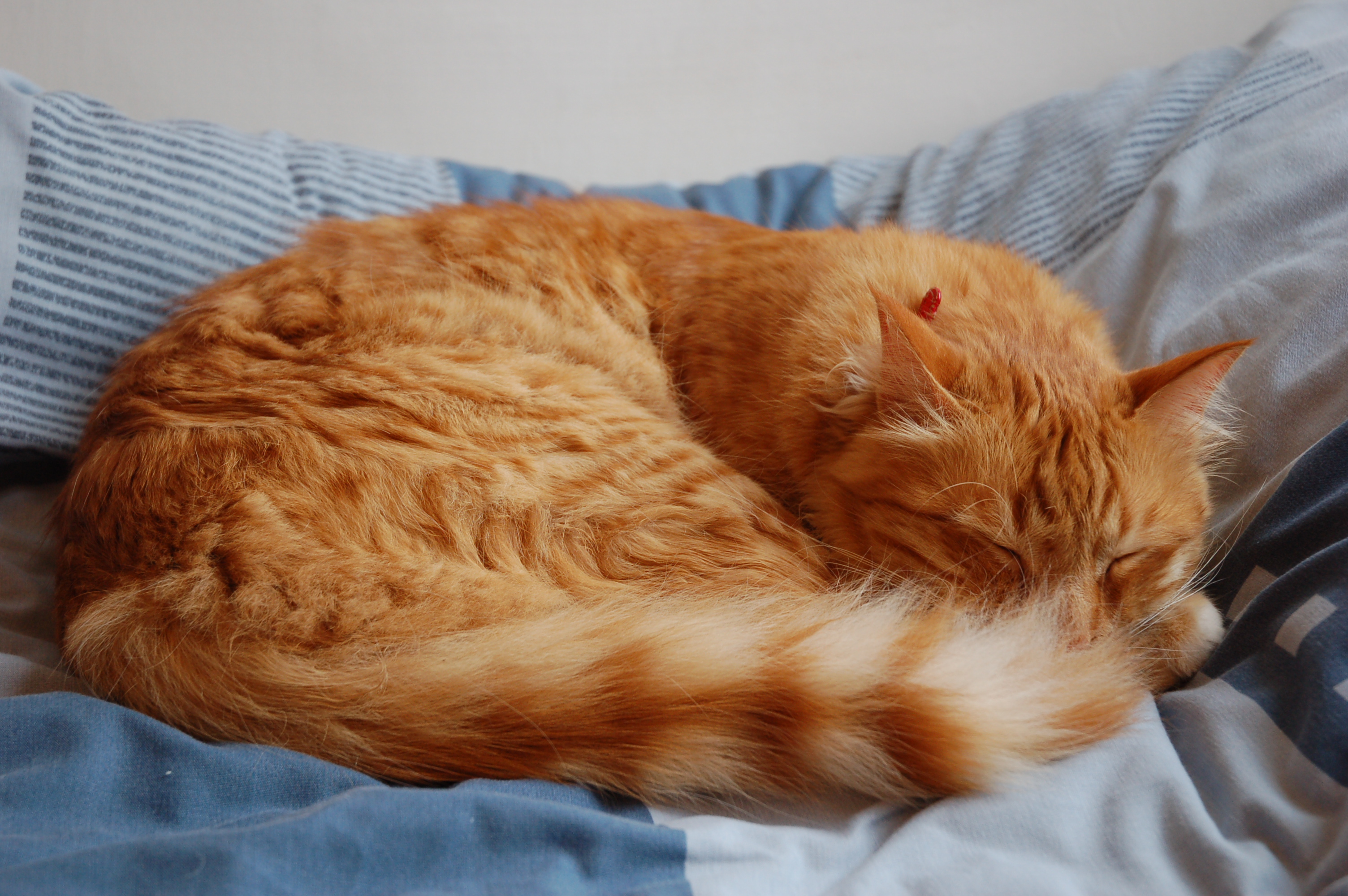 Domestic cat sleeping