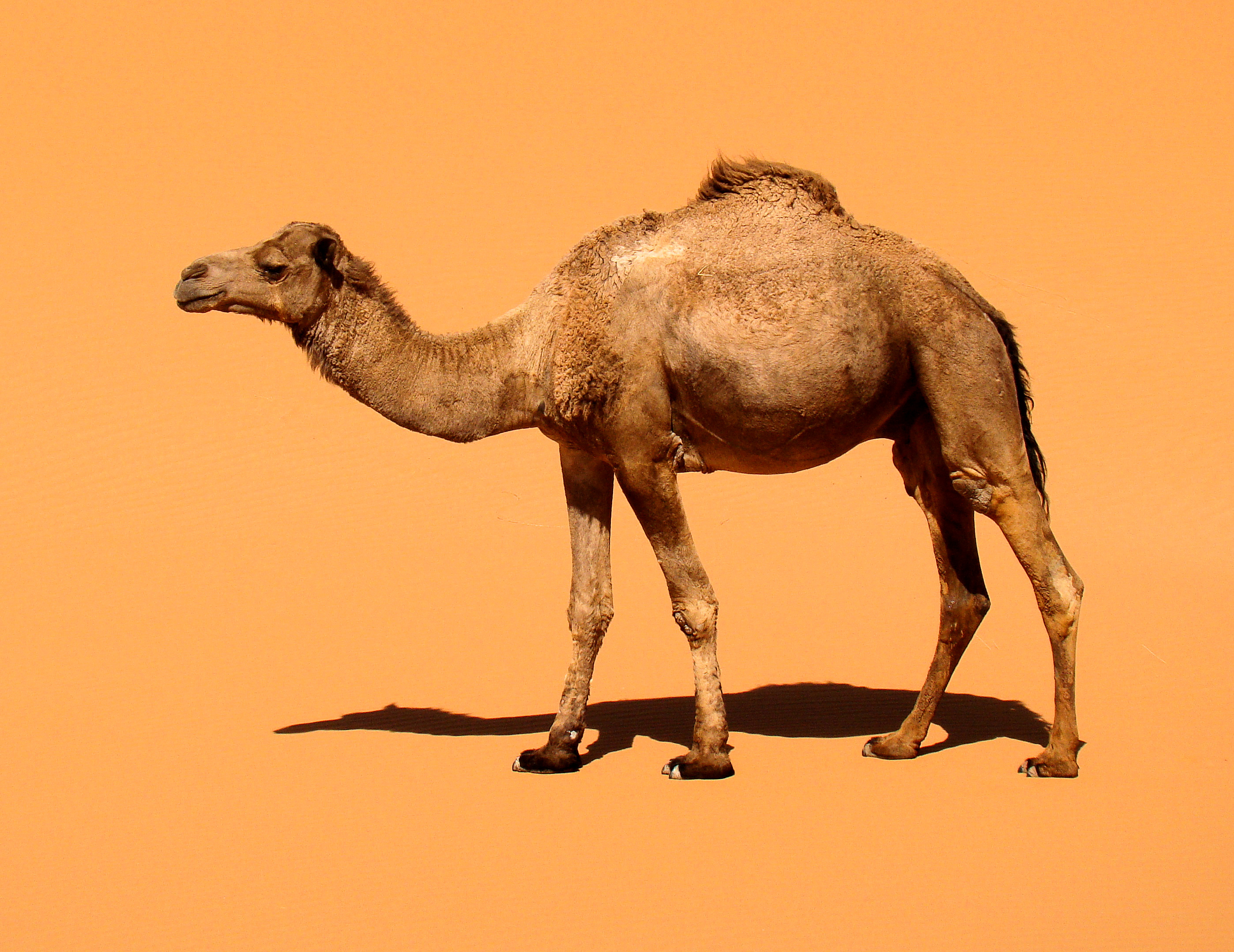 Domestic Dromedary Merzouga