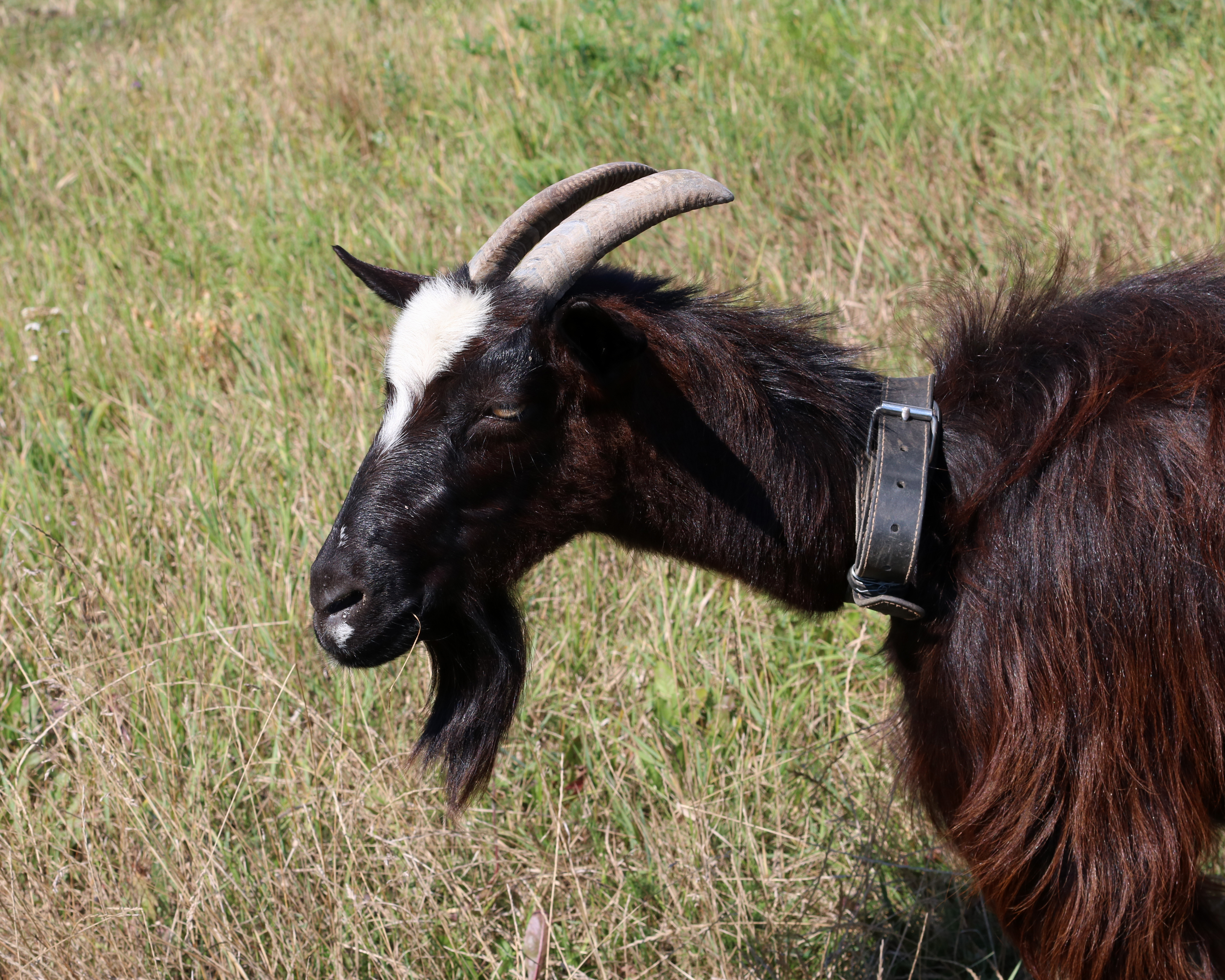 Domestic goat 2016 G1