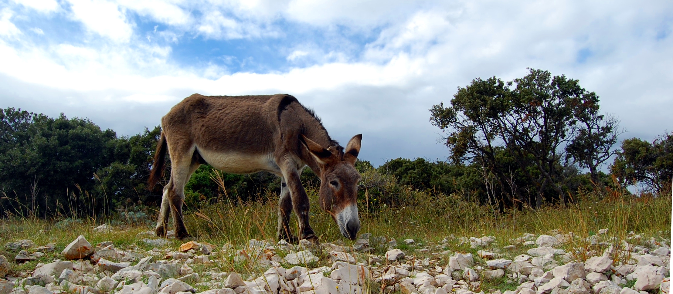 Donkey 04