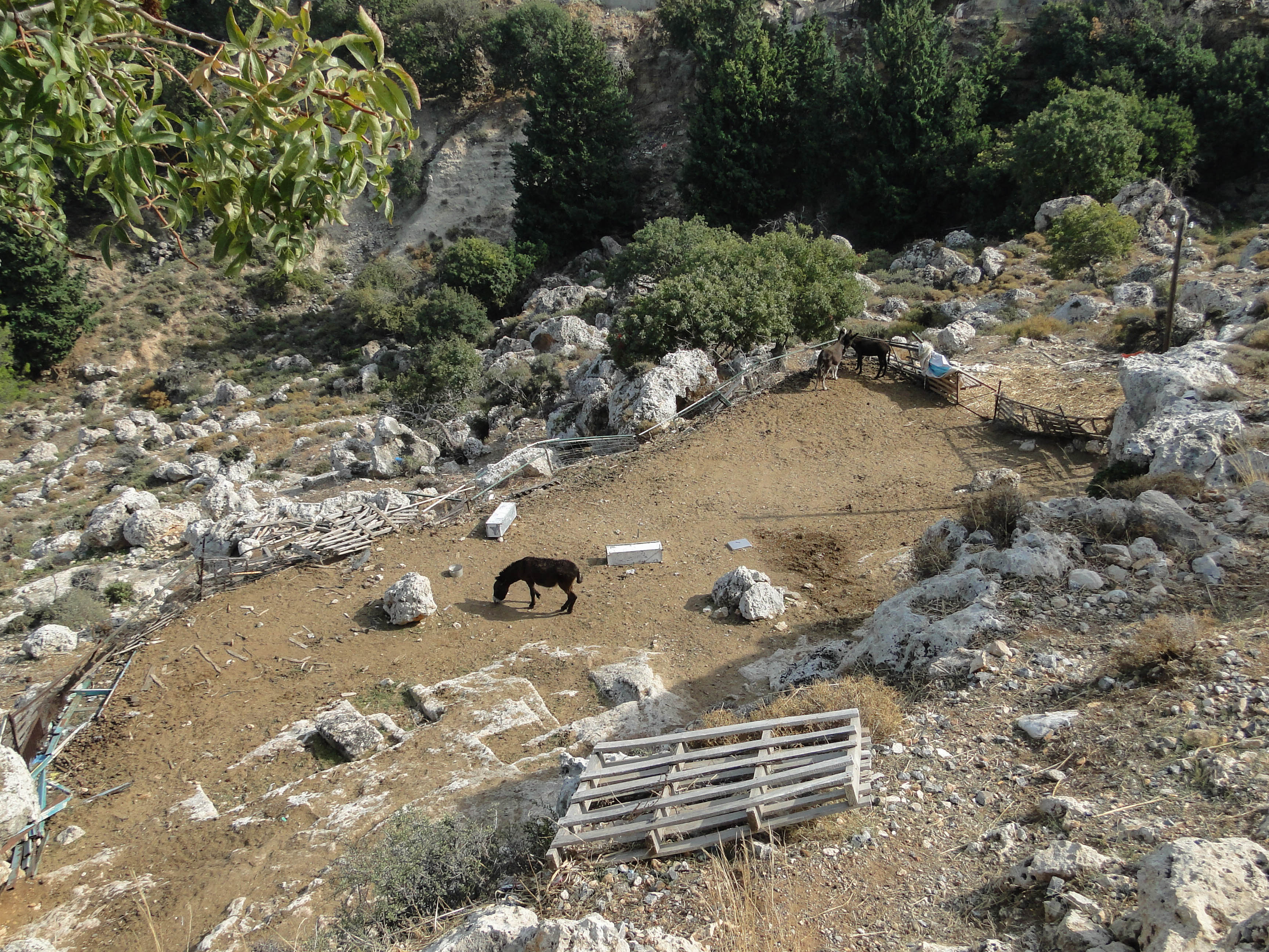 Donkeys near Lindos