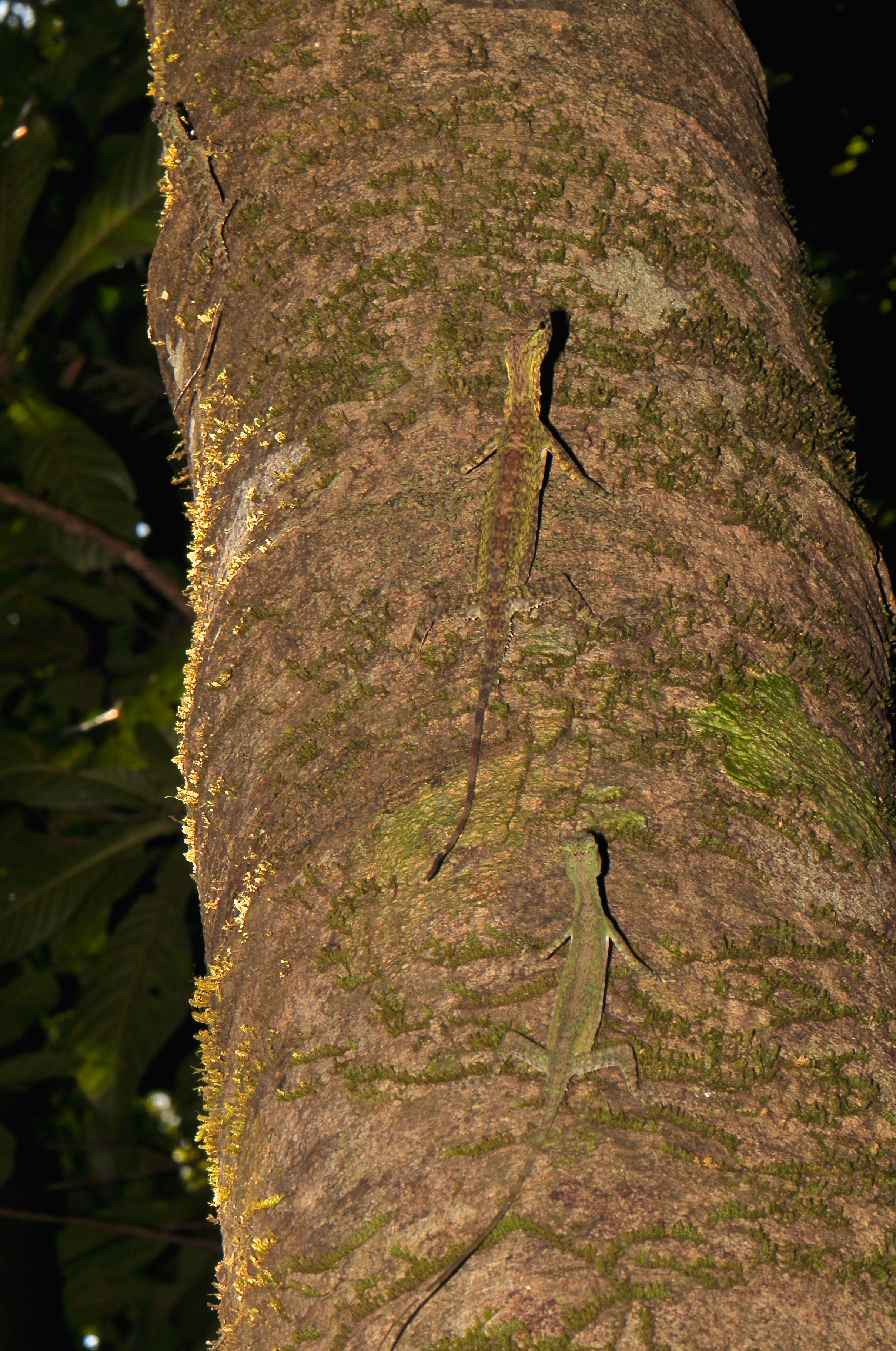 Dracos sp. (16608271220)
