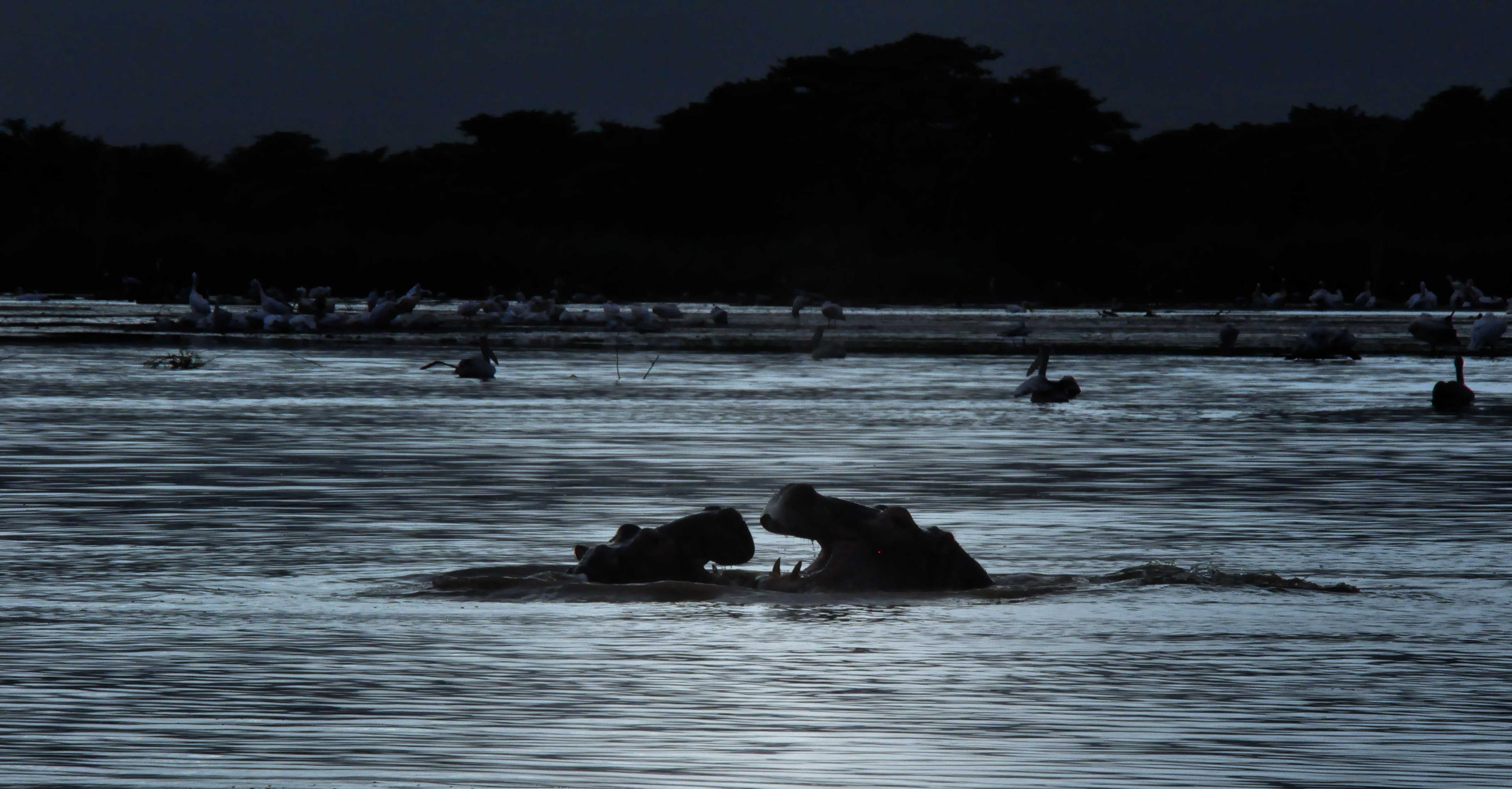 Dusk, Ethiopia (13892612784)