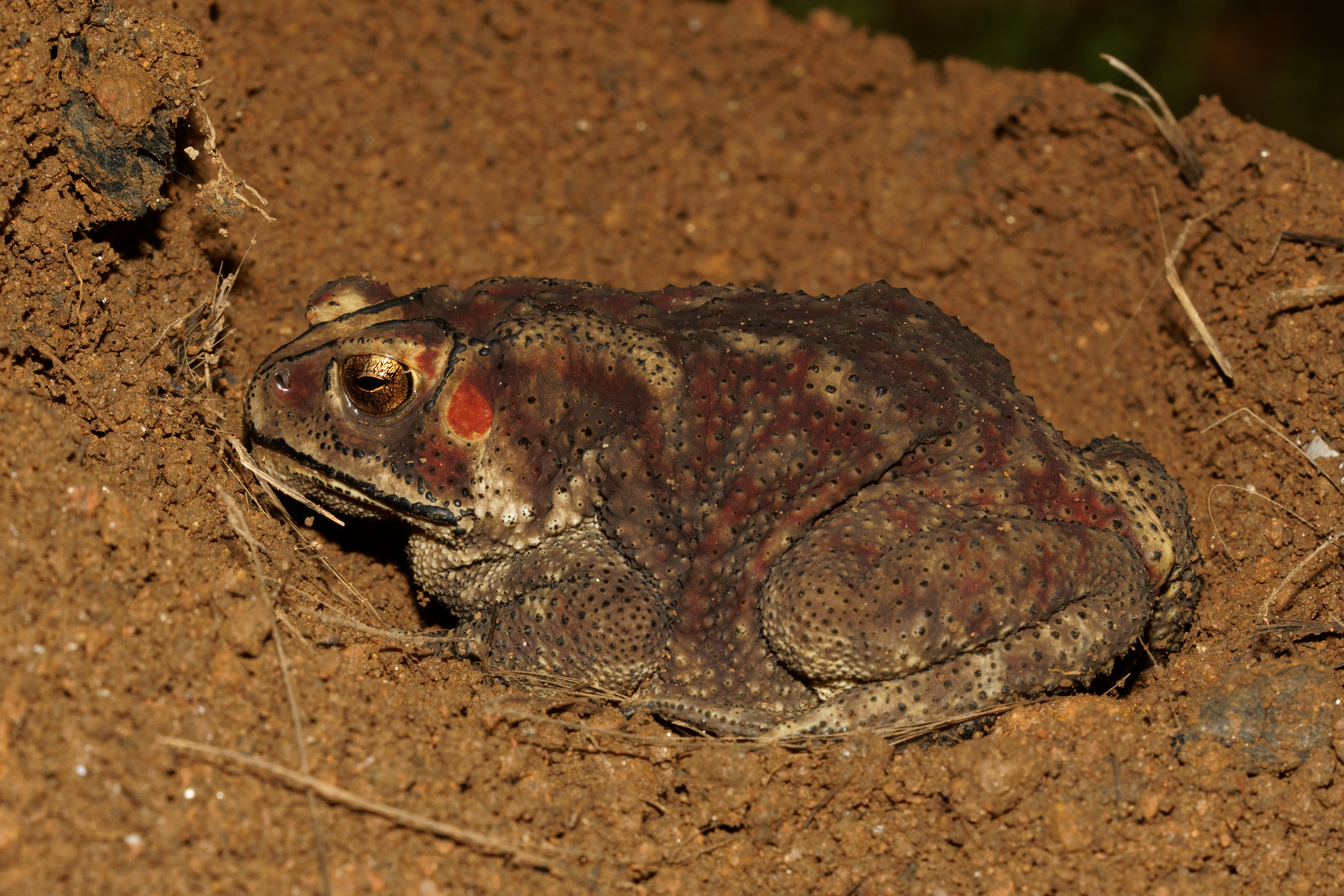 Duttaphrynus melanostictus-Kadavoor-2016-08-08-001