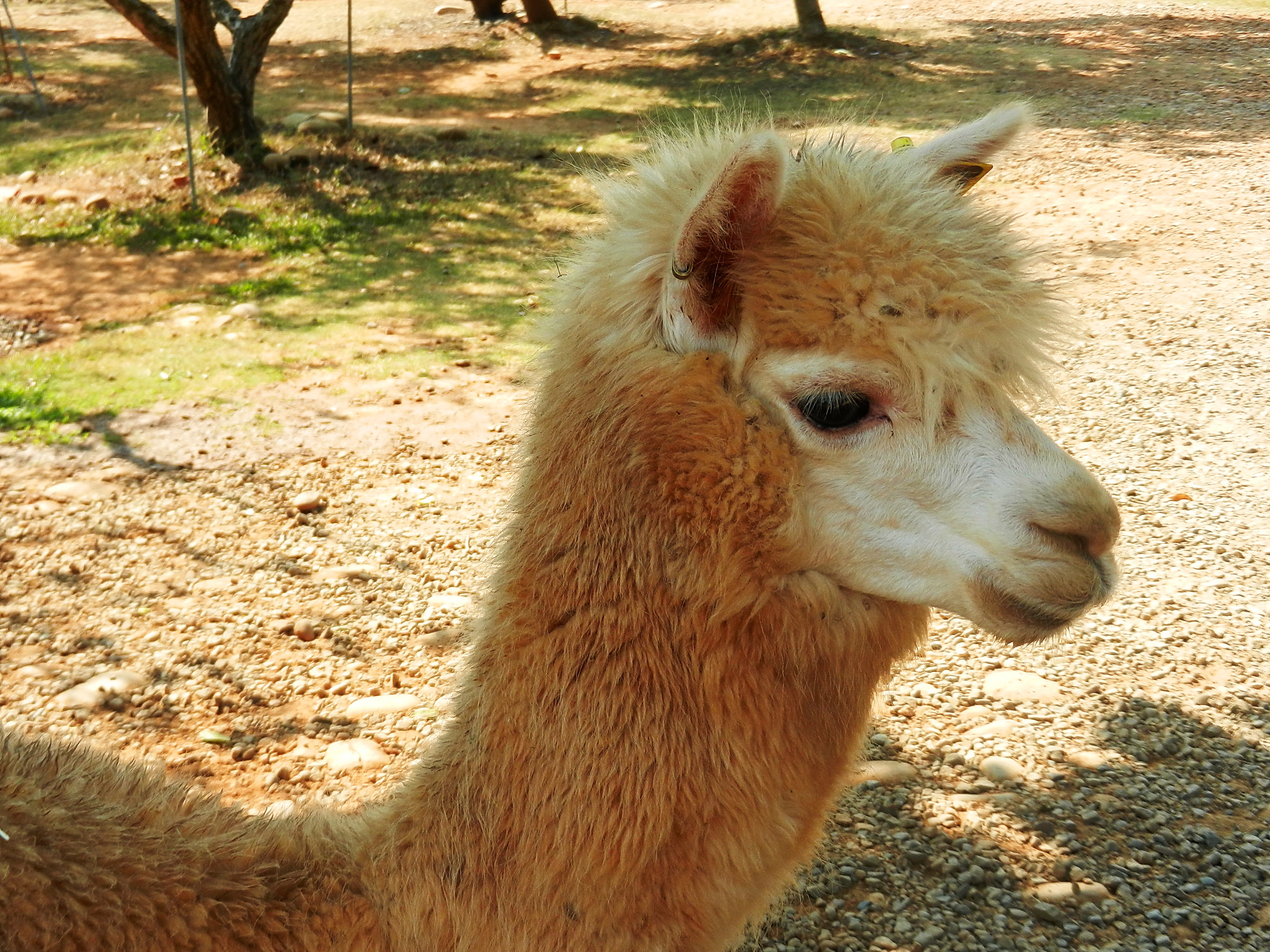 草泥馬 Alpaca - panoramio