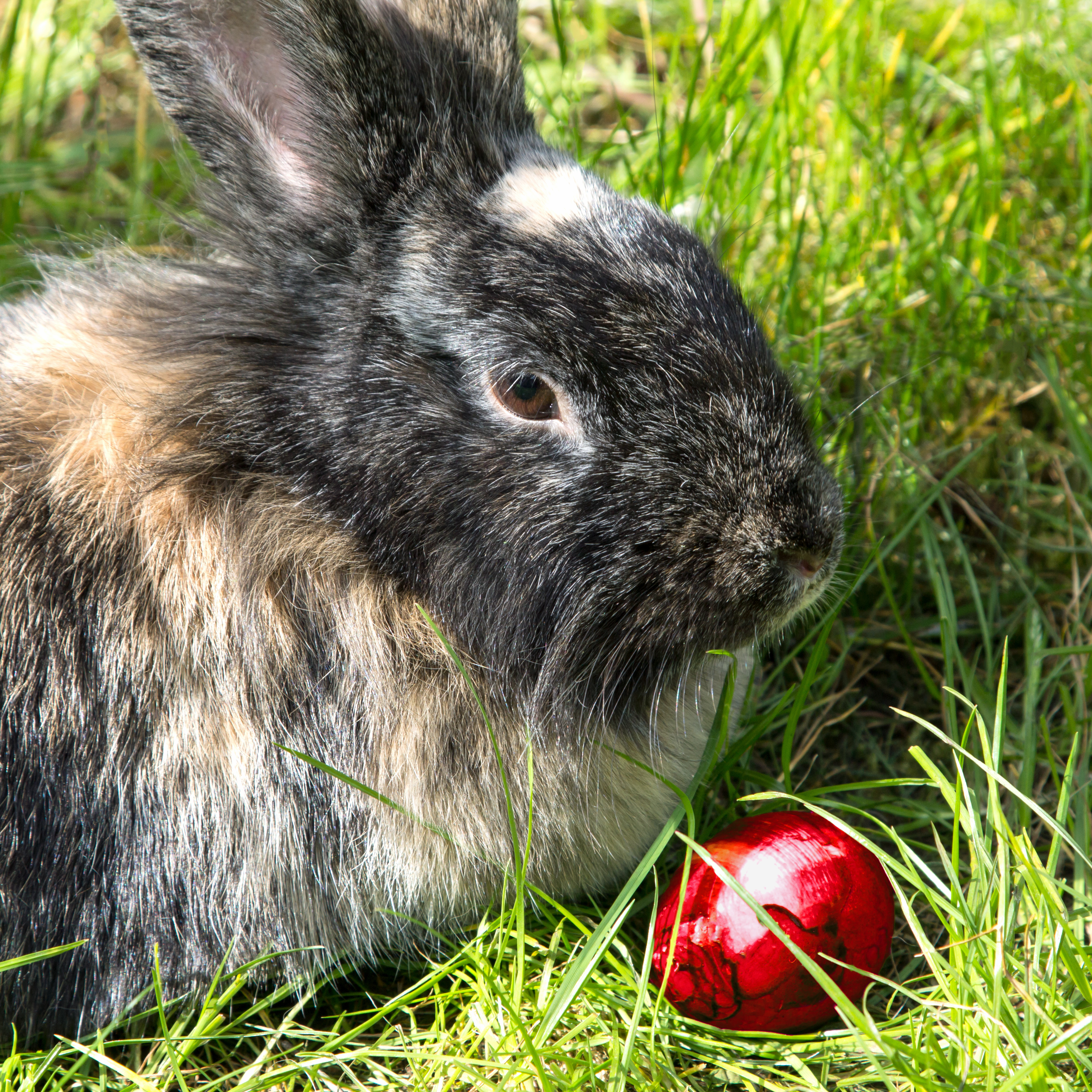 Easterbunny 2