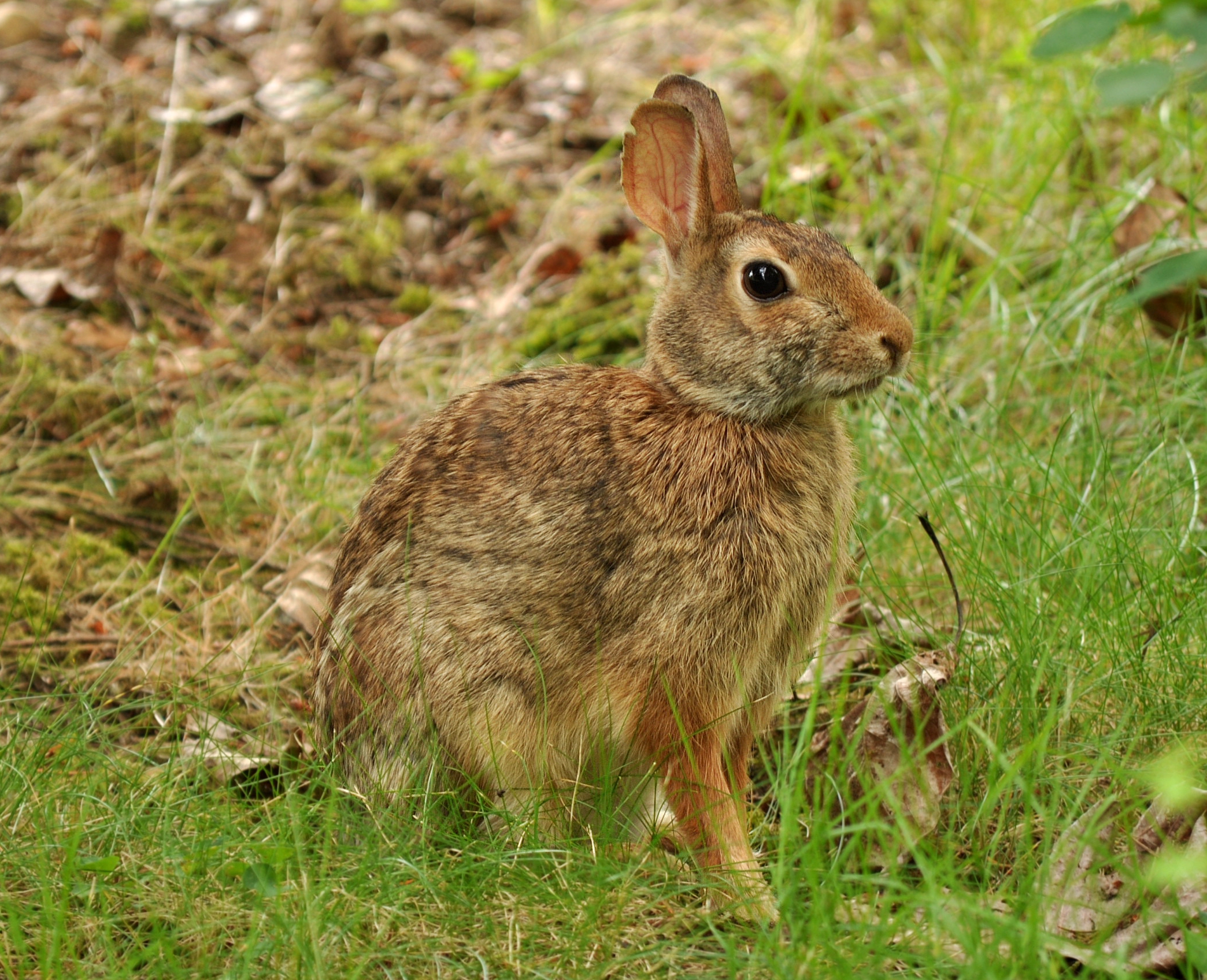Eastern Cottontail (Sylvilagus floridanus)