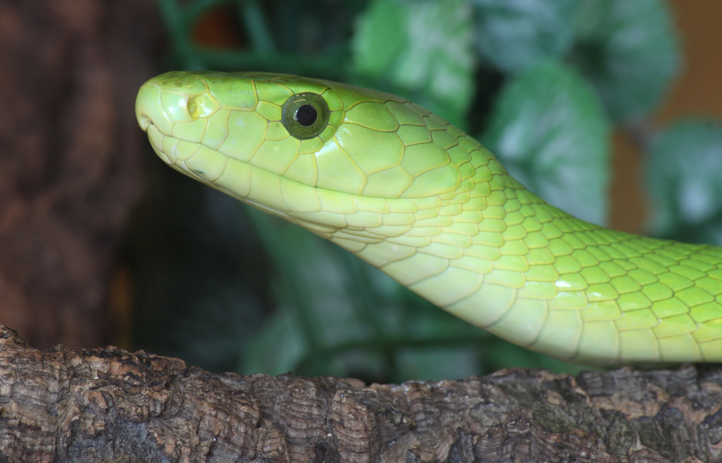 Eastern Green Mamba Dendroaspis angusticeps