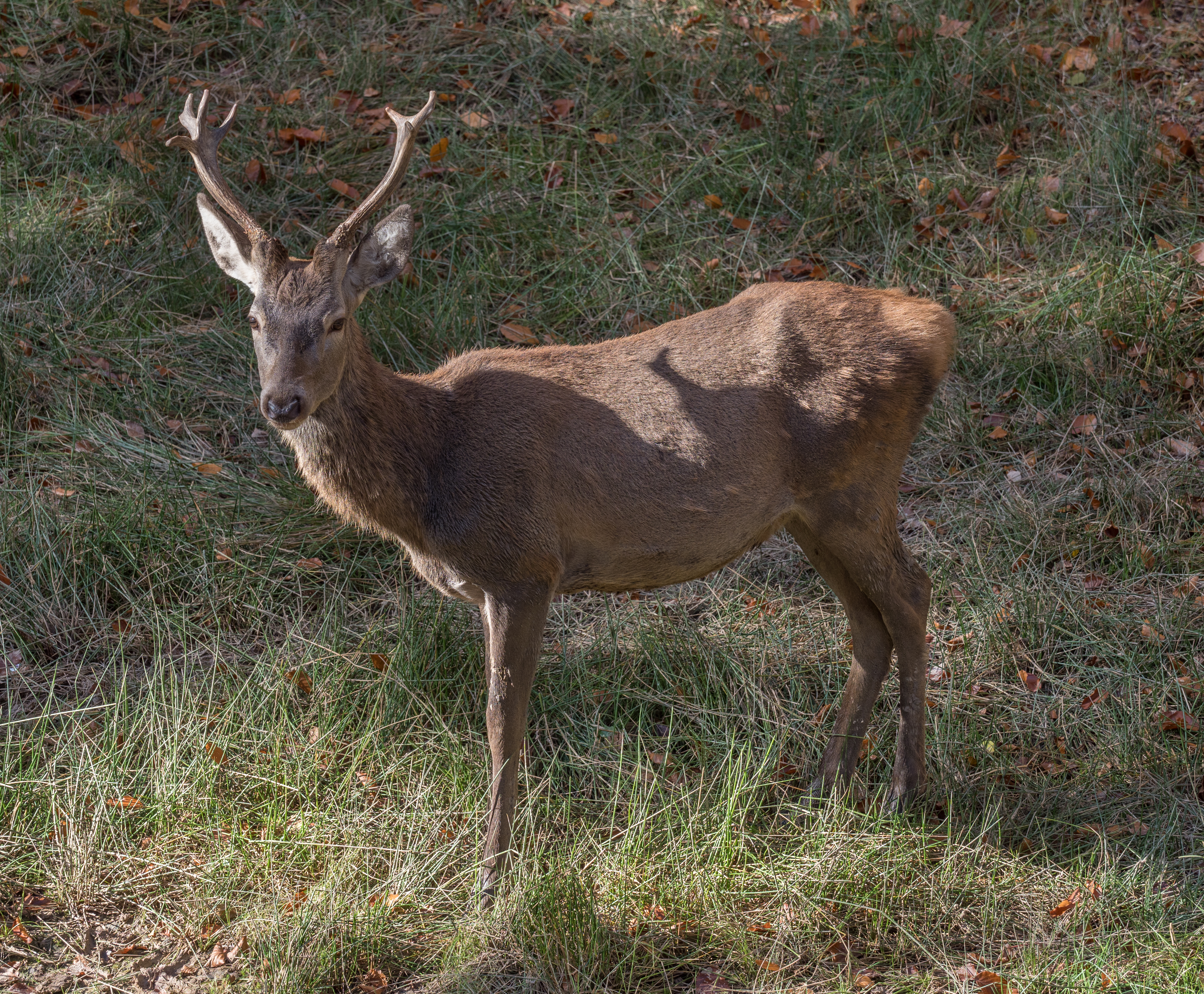 Ebrach Baumwipfelpfad Hirsch 170576