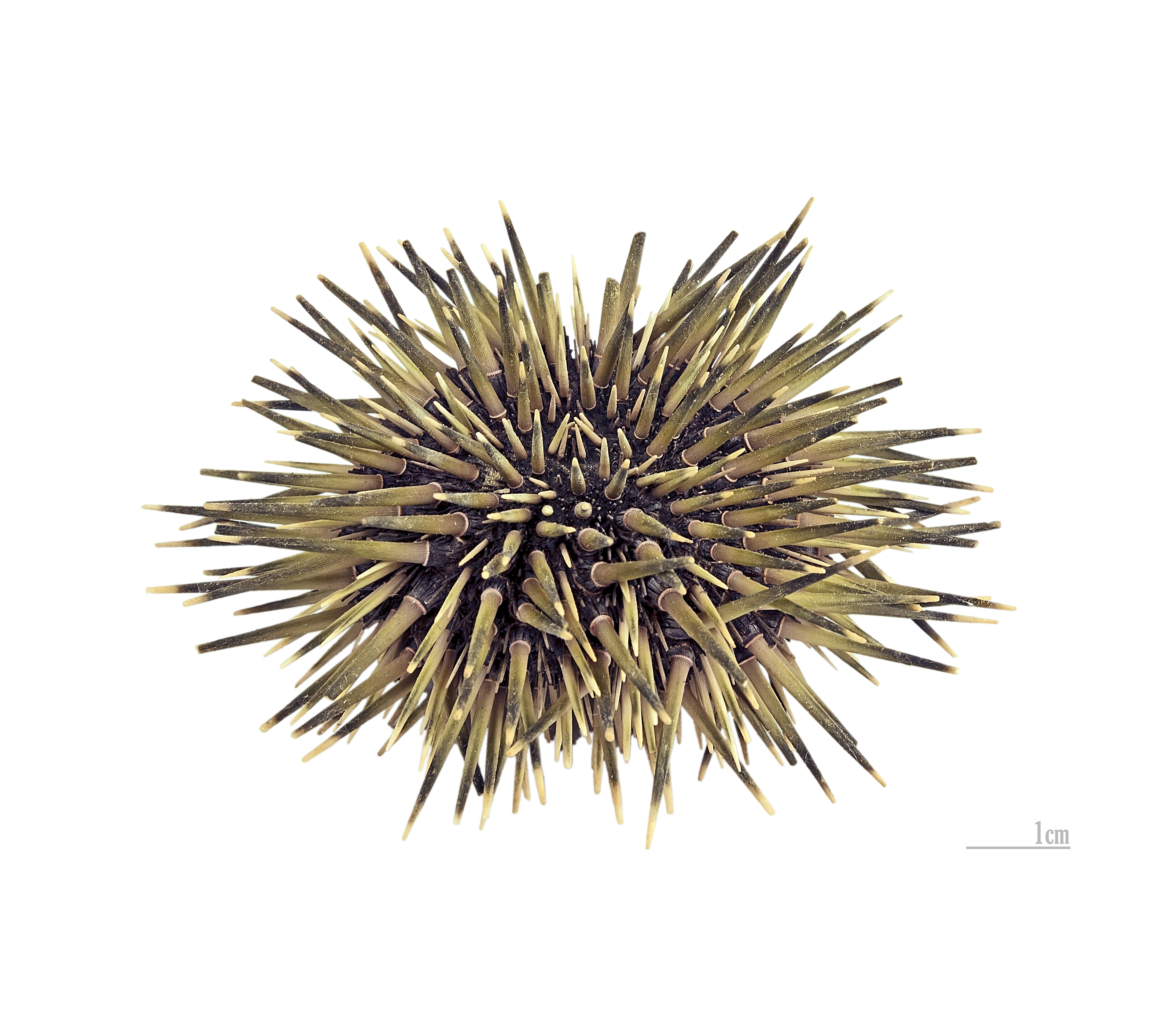 Echinometra mathaei MHNT Philippines