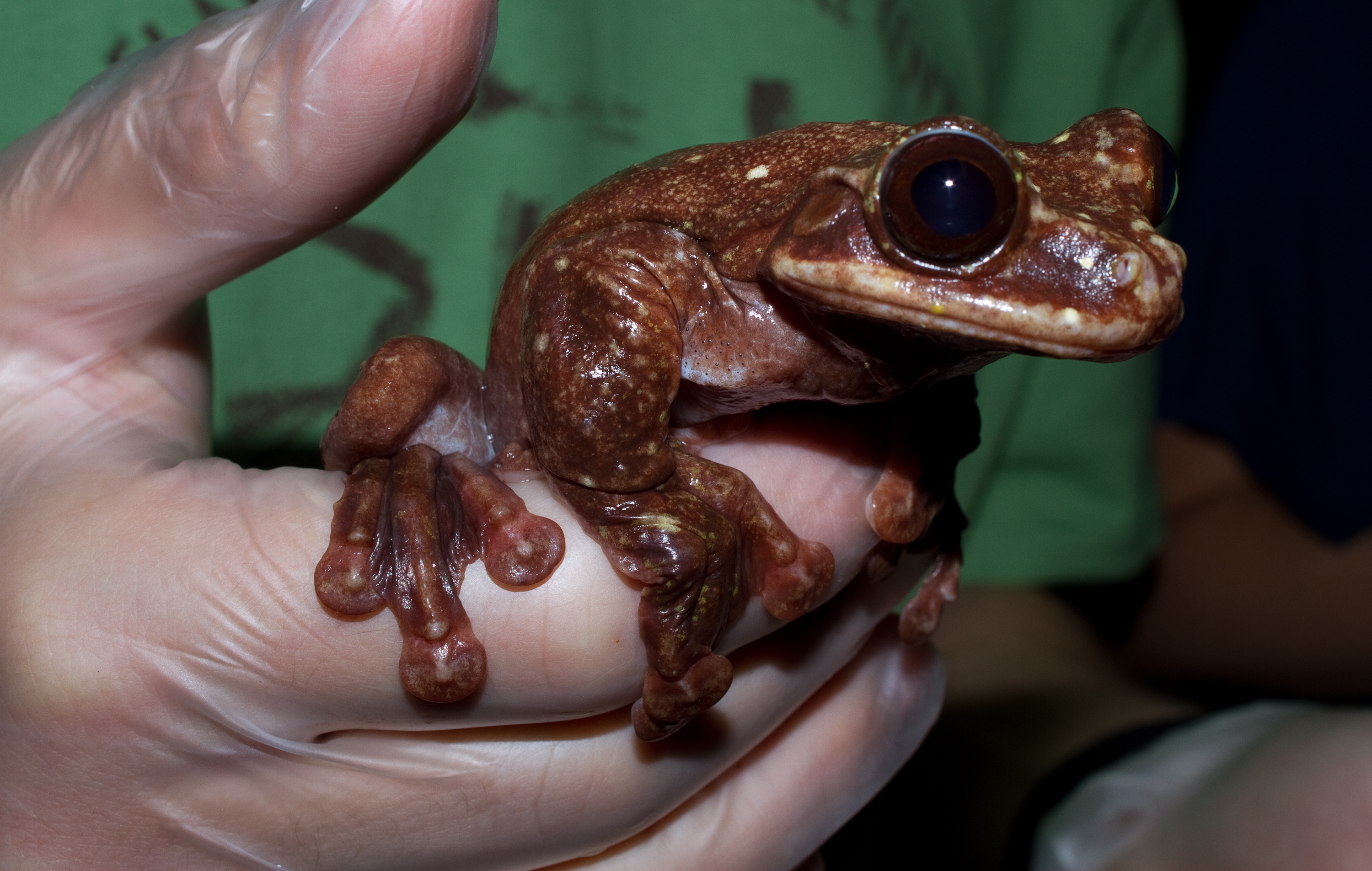 Ecnomiohyla rabborum 2
