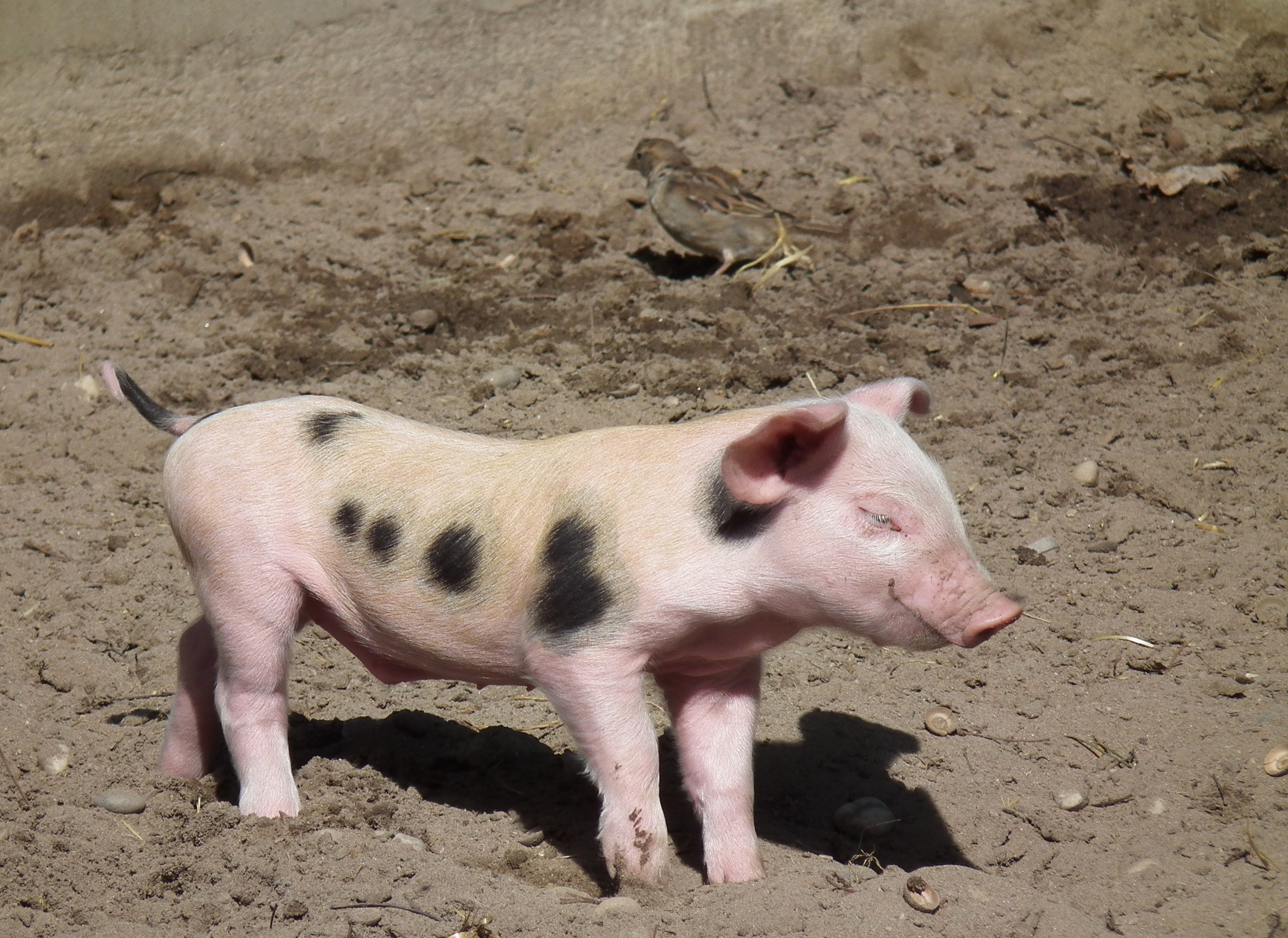 Einmal strecken buntes Bentheimer Landschwein Ferkel 2011
