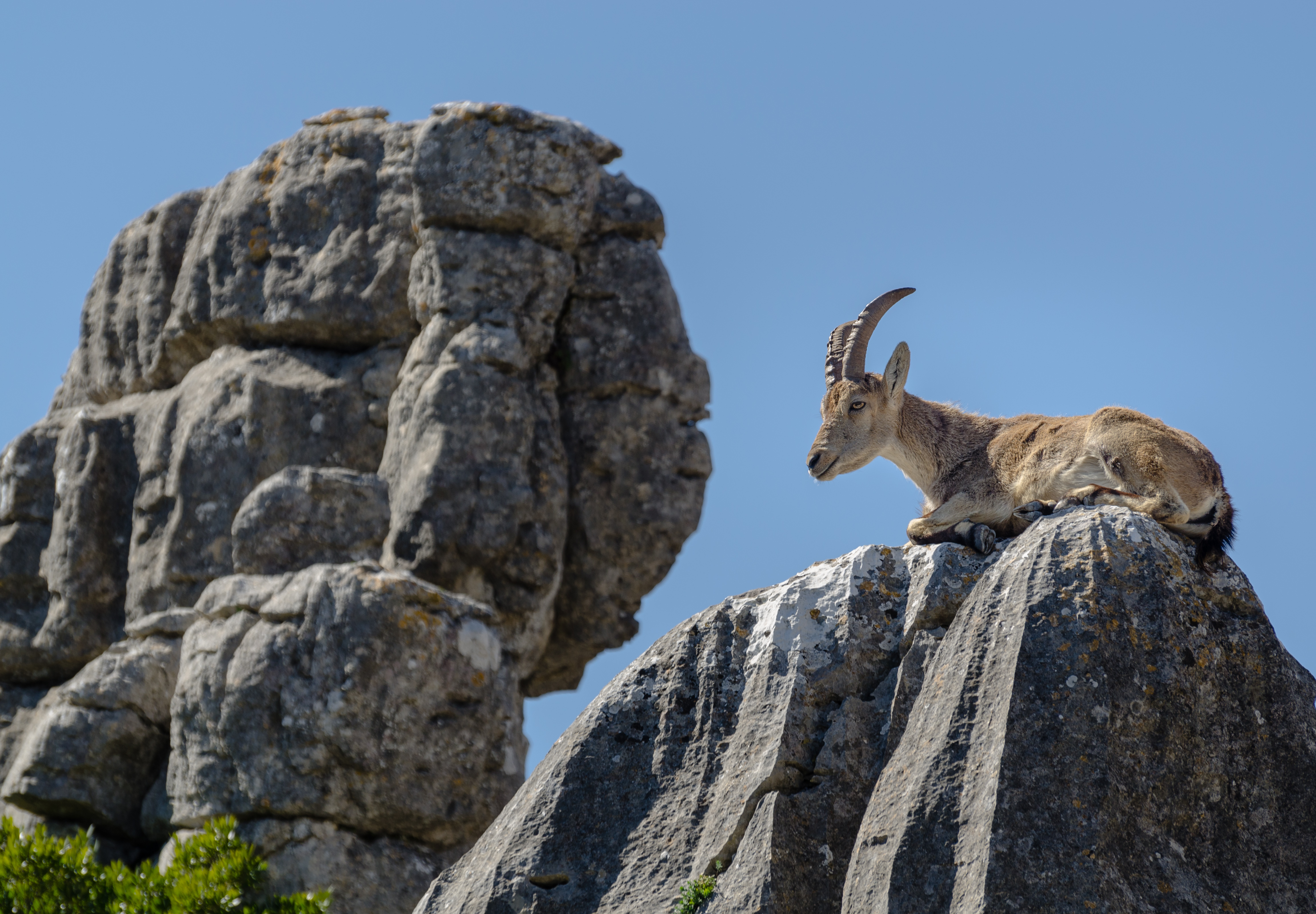El Torcal Iberiensteinbock 2014