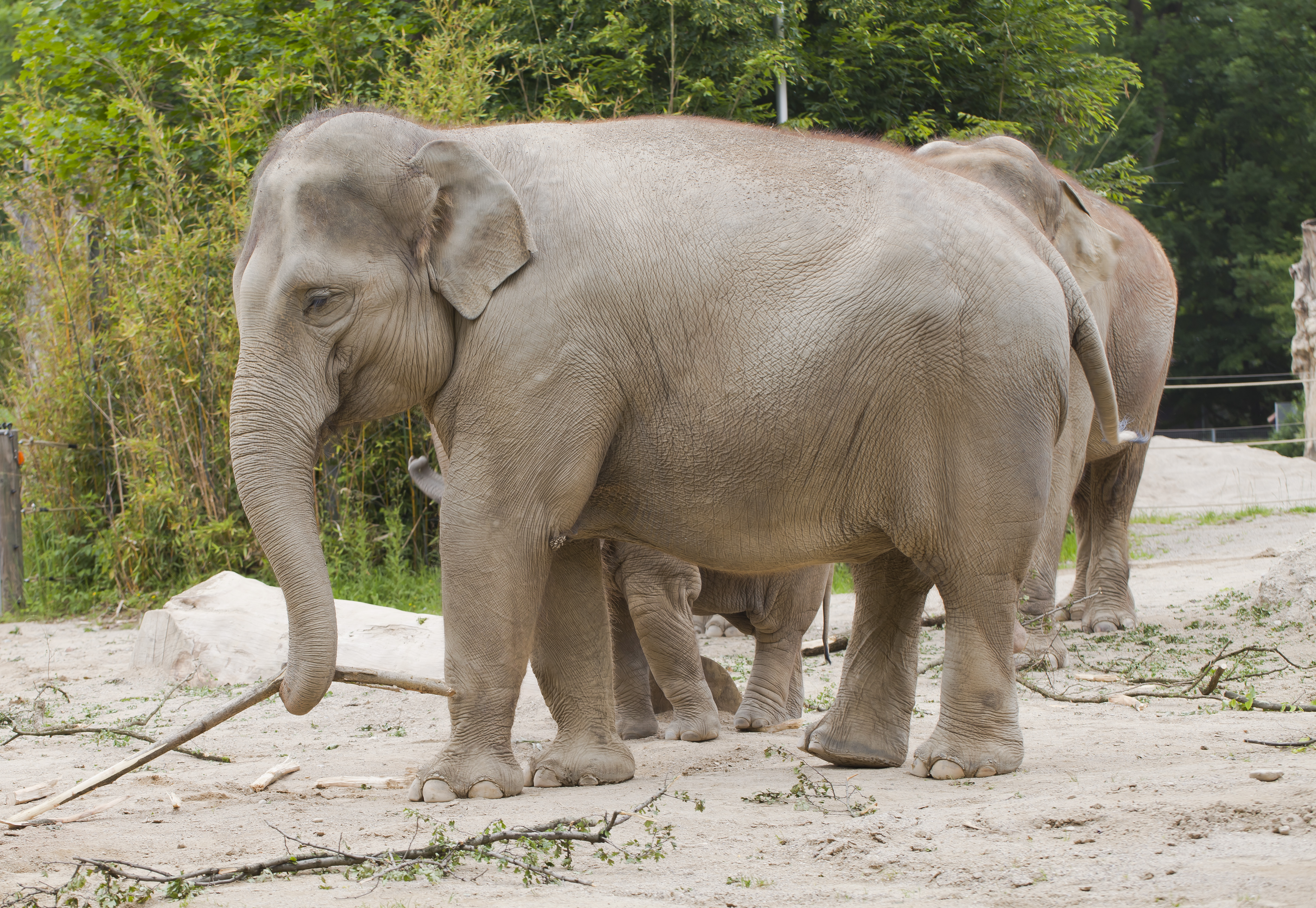 Elefante asiático (Elephas maximus), Tierpark Hellabrunn, Múnich, Alemania, 2012-06-17, DD 06