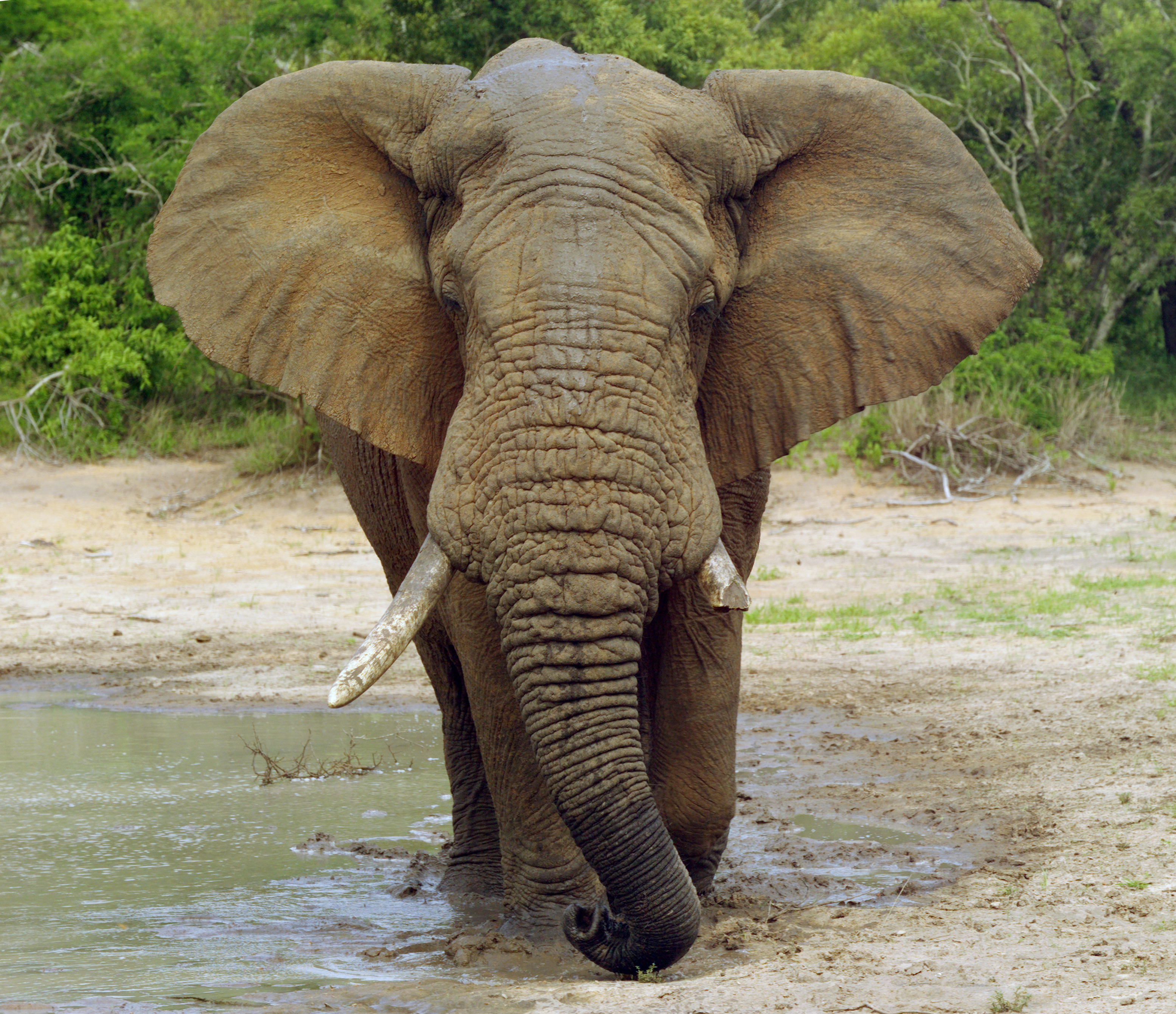 Elephant (Loxodonta Africana) 04
