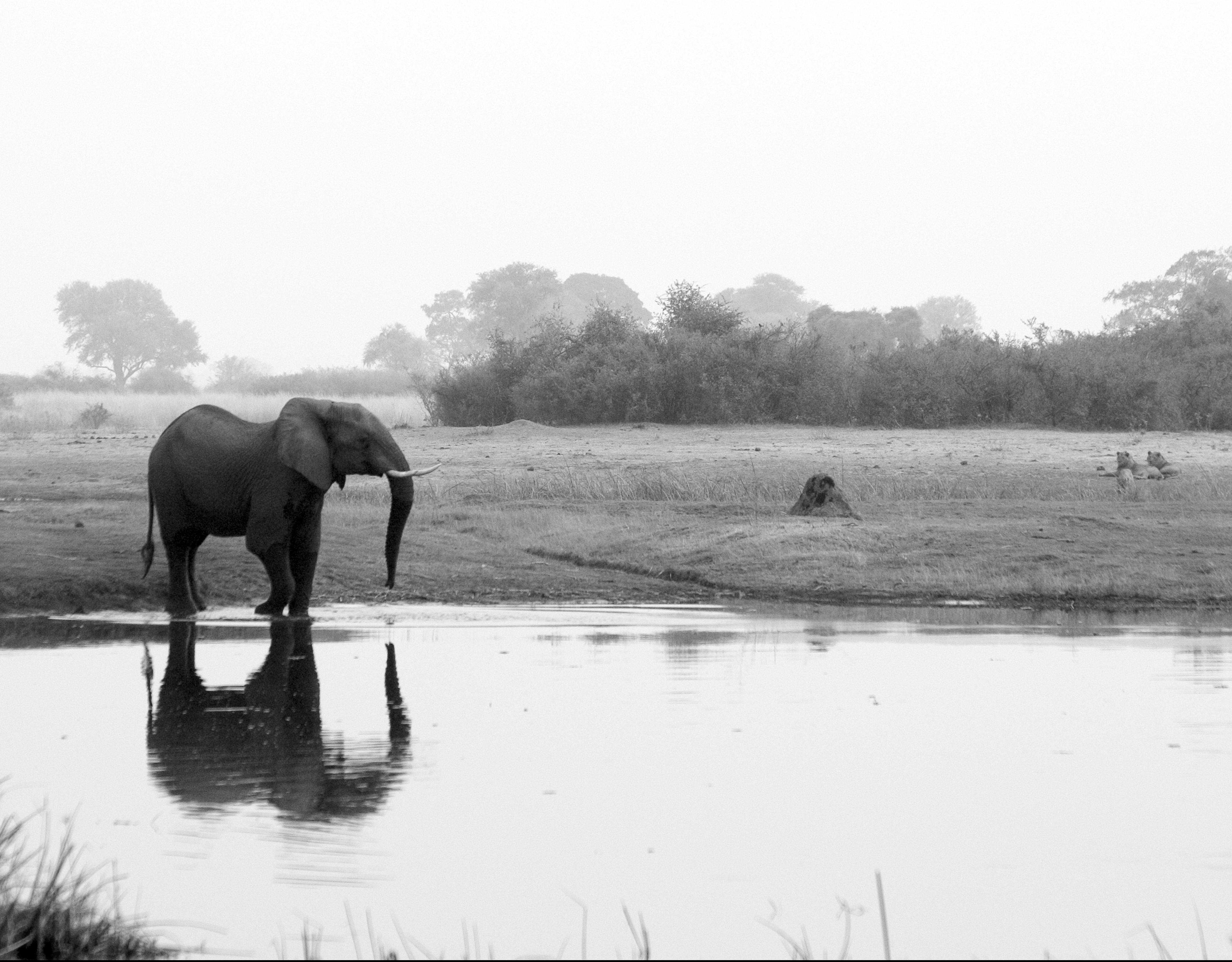 Elephant and lions