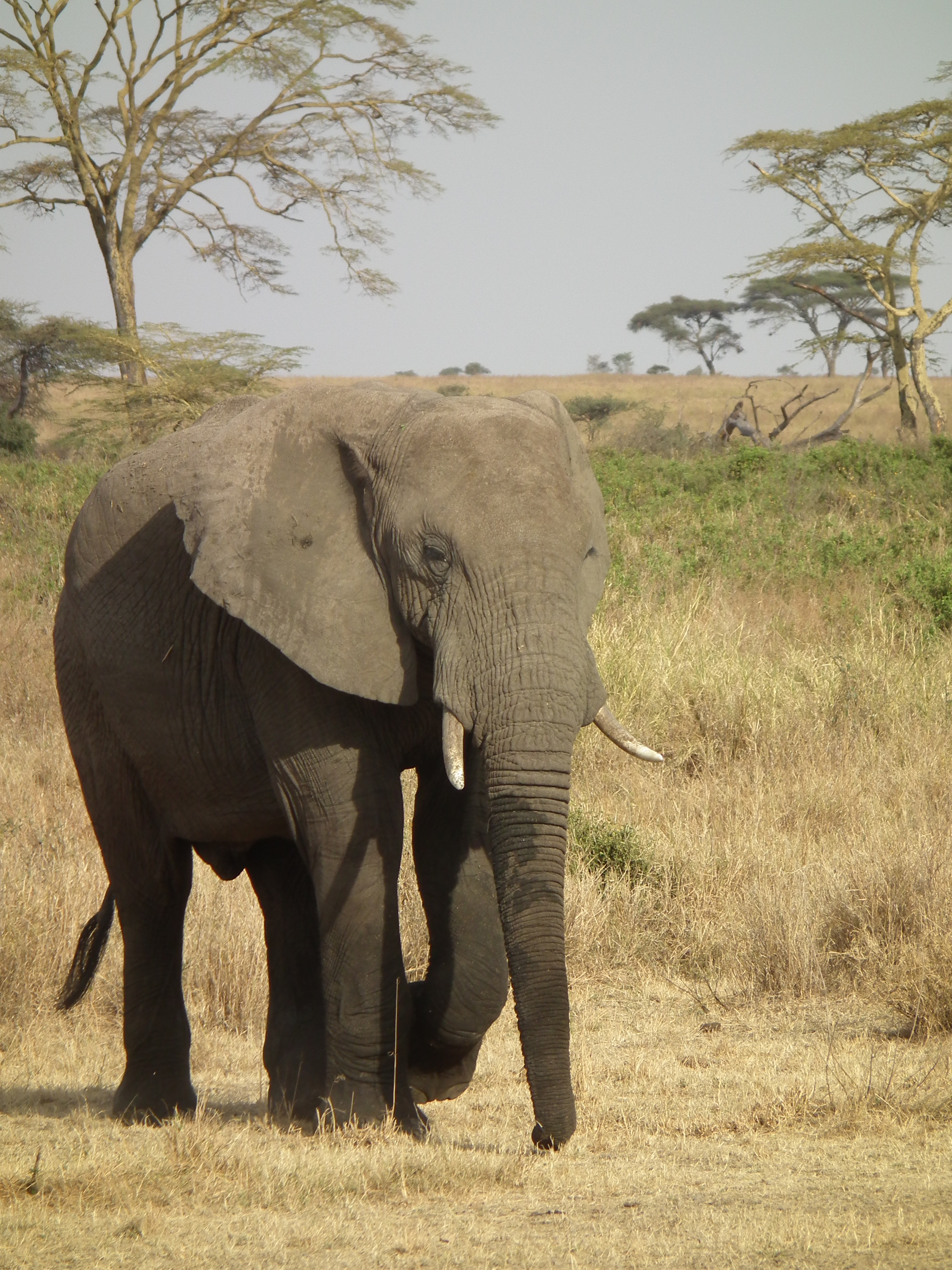 Elephant in Tanzania 3304 Nevit