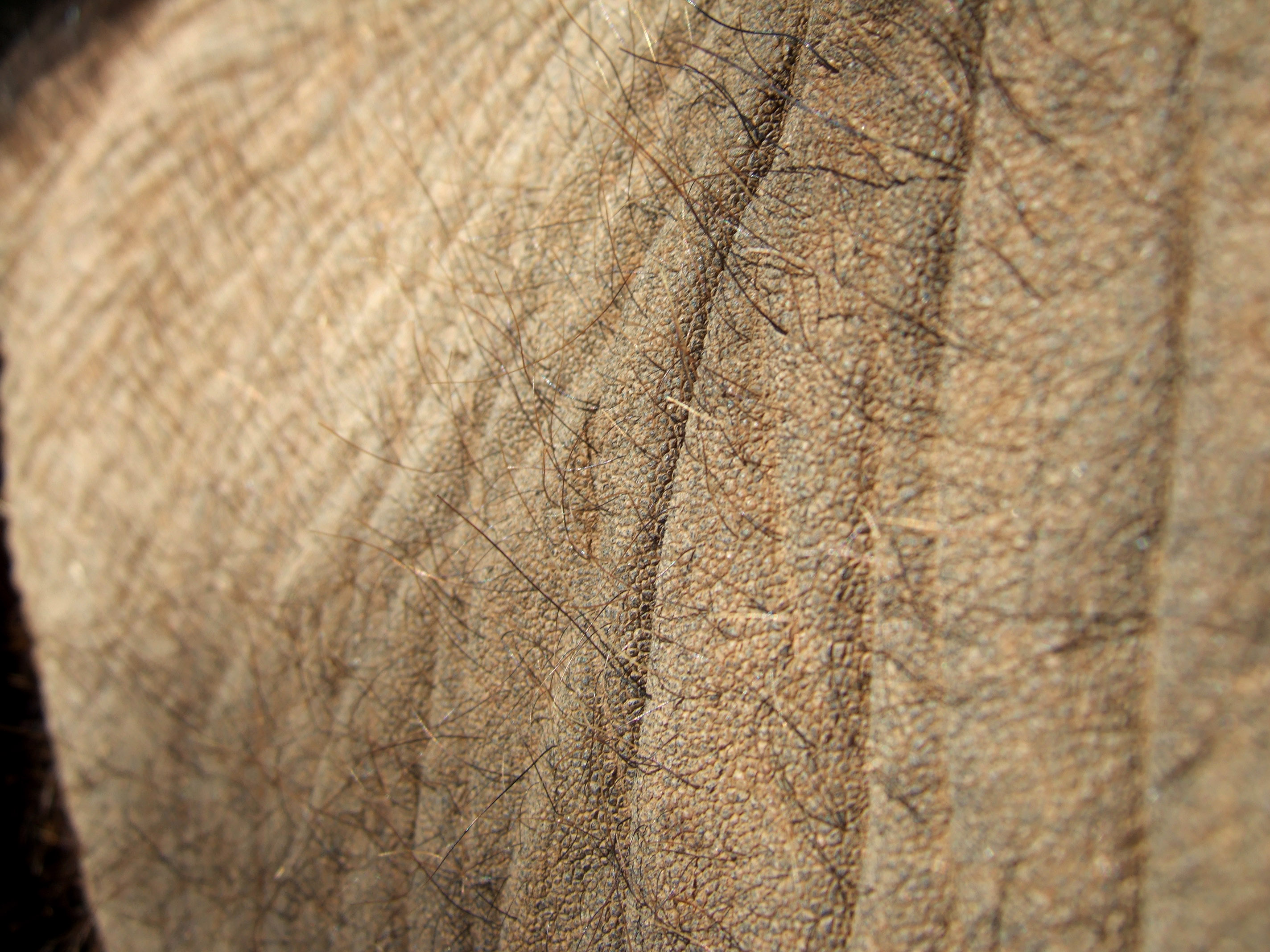 Elephant Skin
