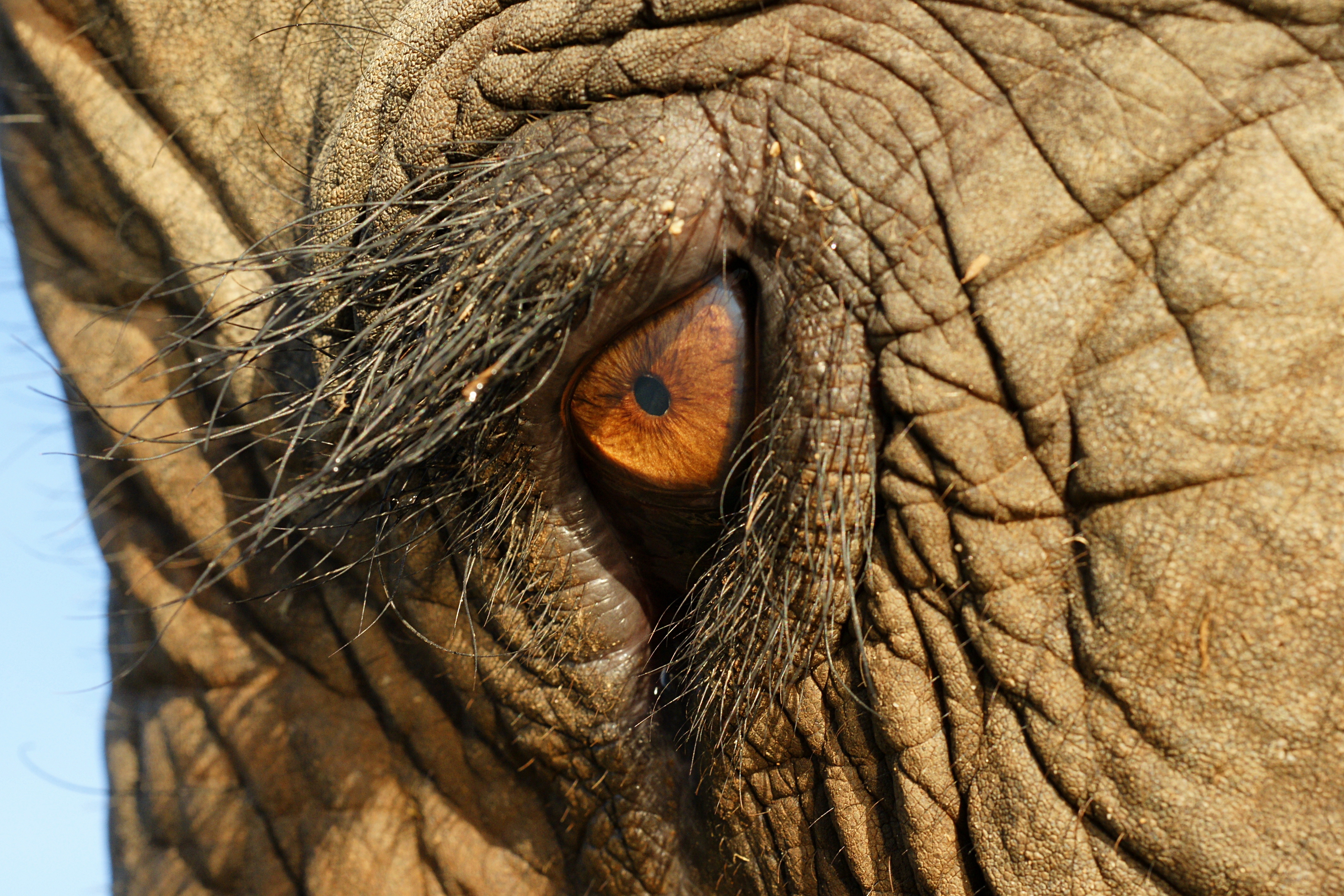 Elephas Maximus Eye Closeup
